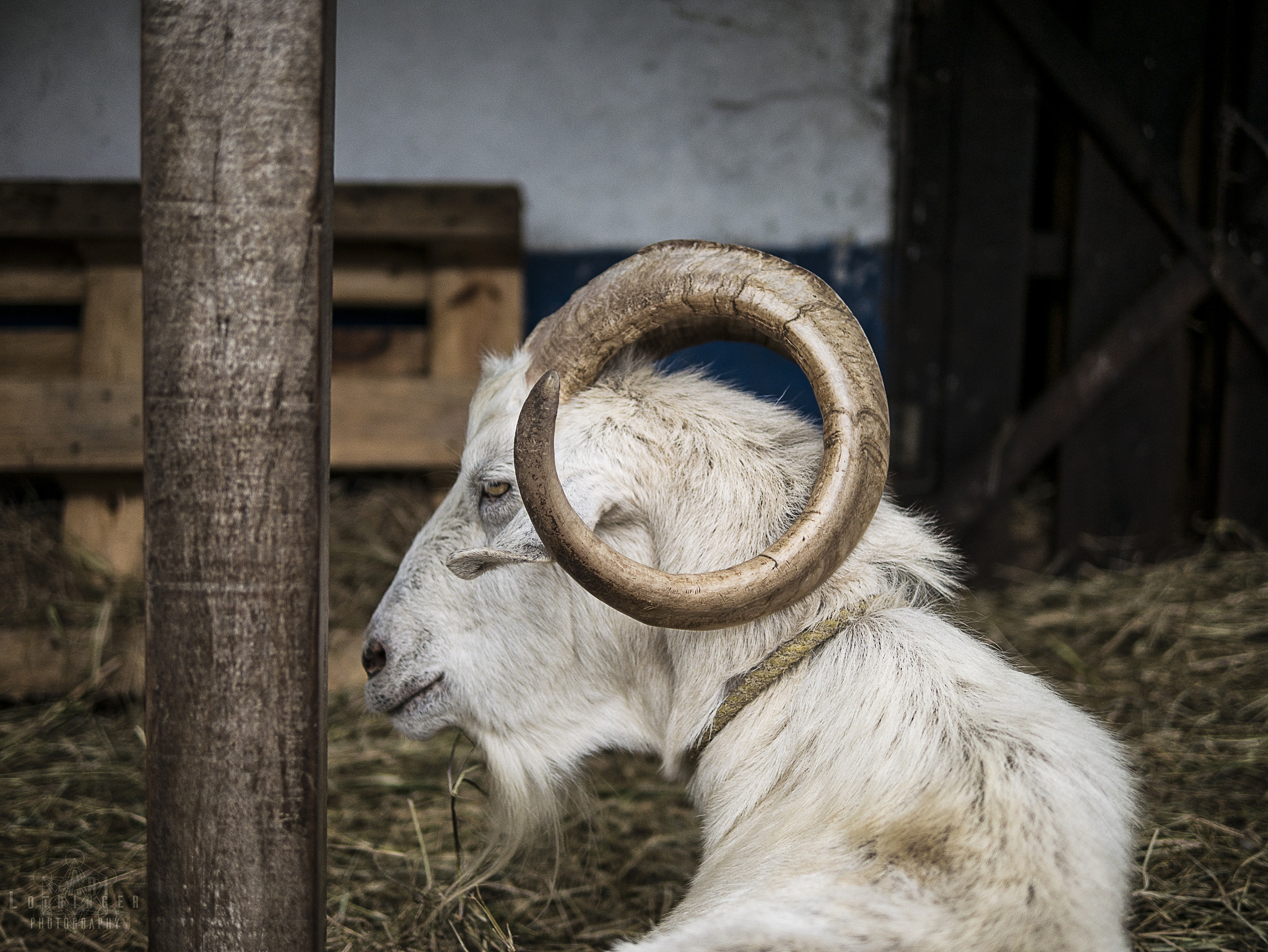 Panasonic Lumix DMC-G7 sample photo. Muffin the goat :d photography