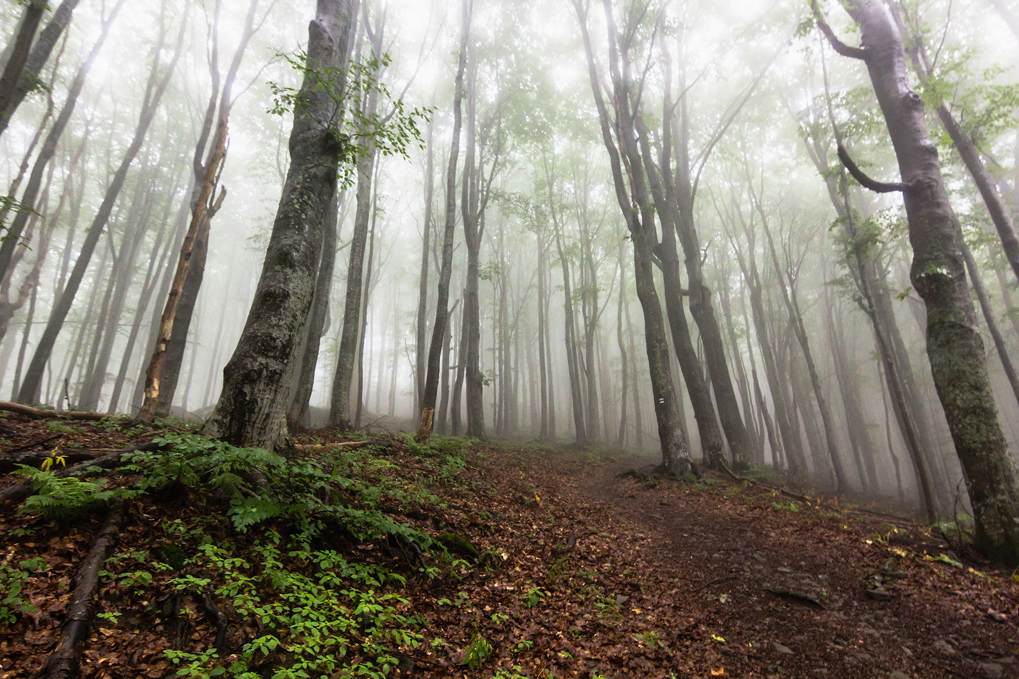 Canon EOS 60D sample photo. Magnificent misty forest photography