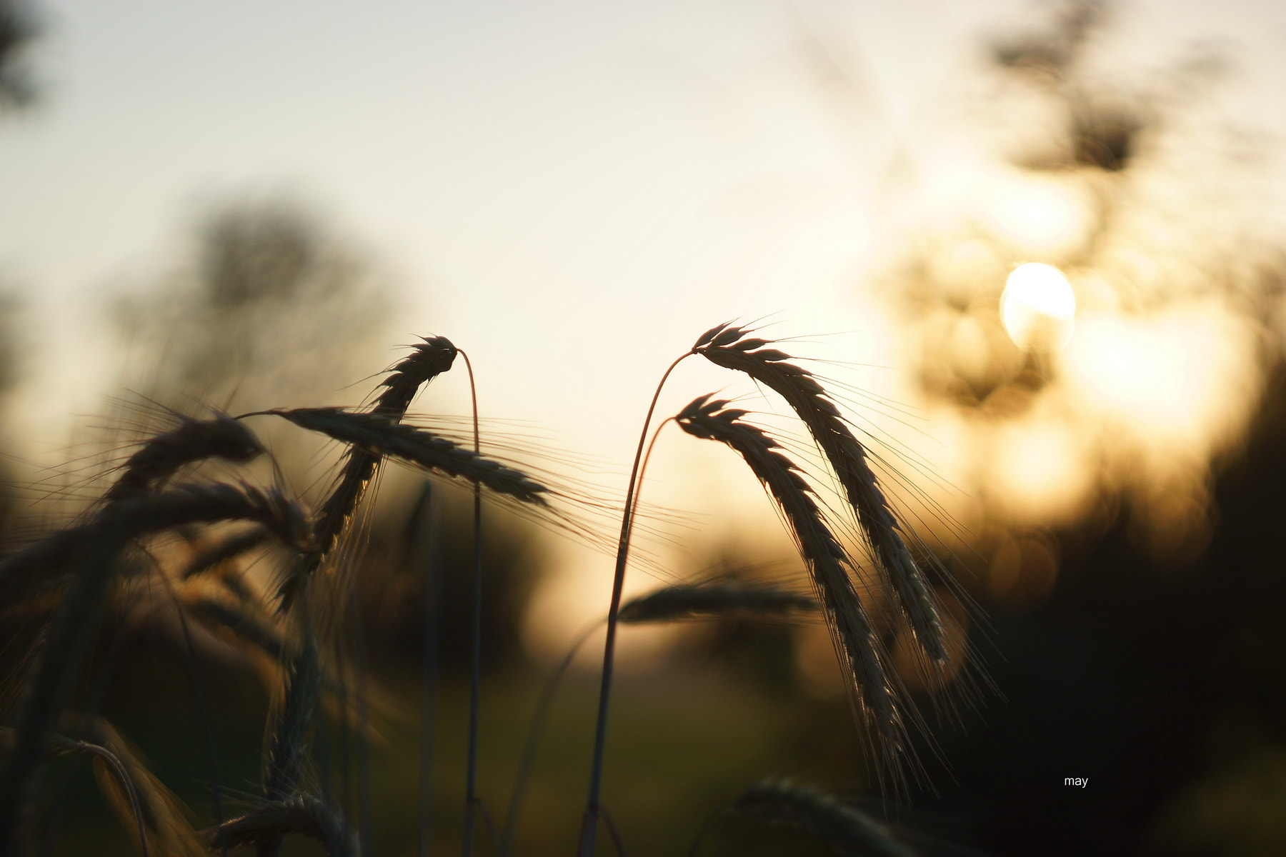 Sony SLT-A65 (SLT-A65V) + Minolta AF 50mm F1.7 sample photo. On the sunset.. photography