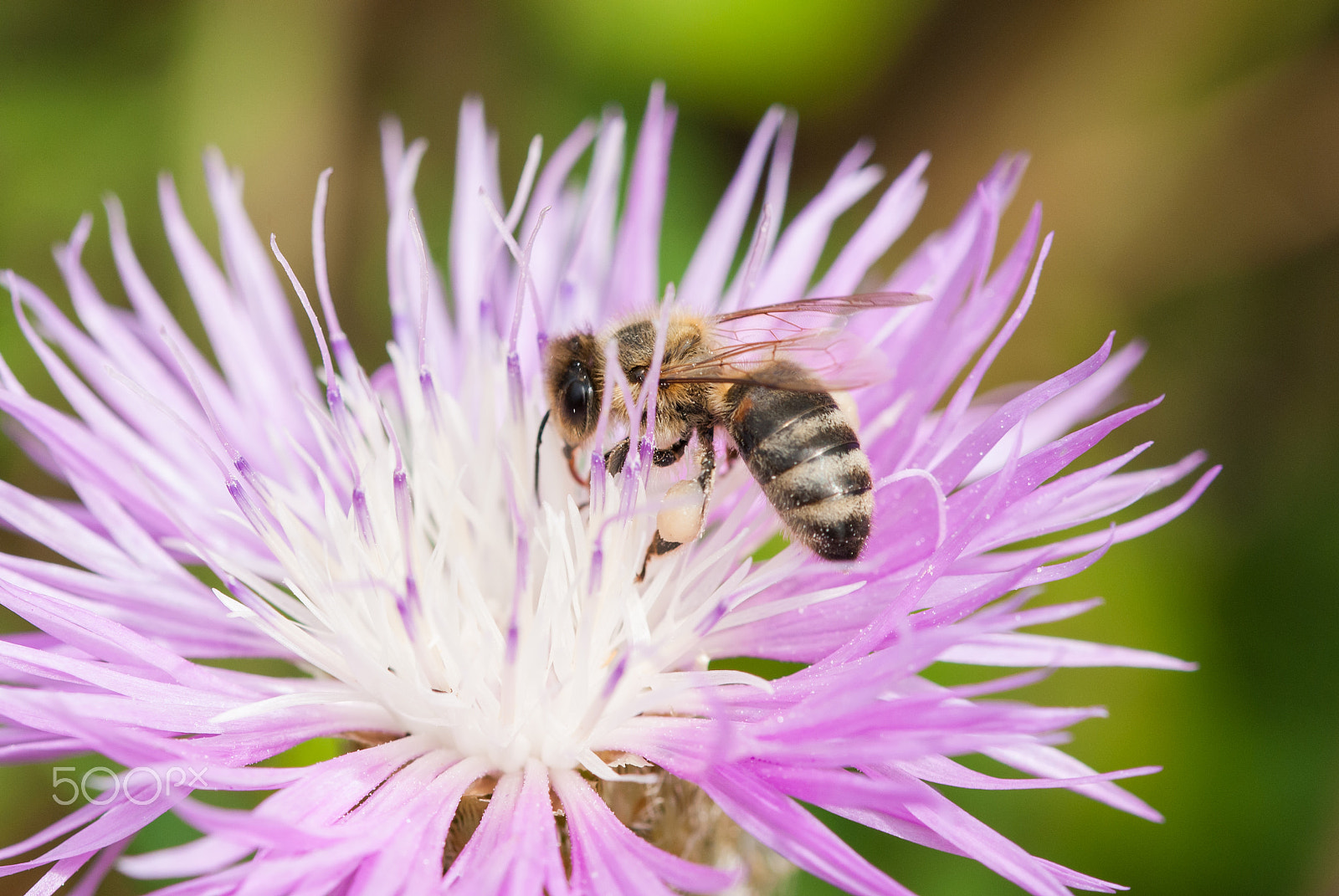 Sigma 105mm F2.8 EX DG OS HSM sample photo. Bee photography