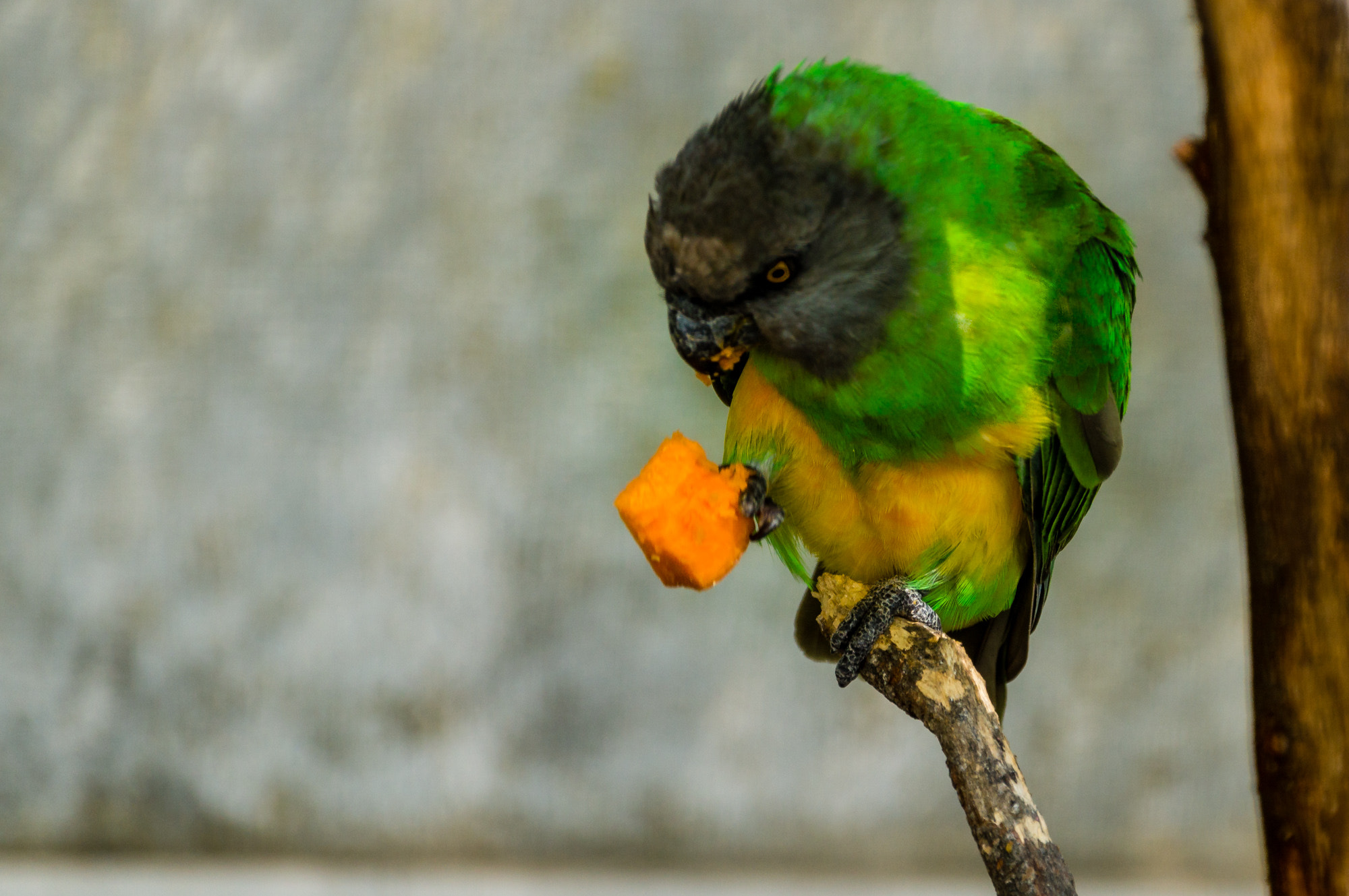 Sony SLT-A57 sample photo. Parrot photography