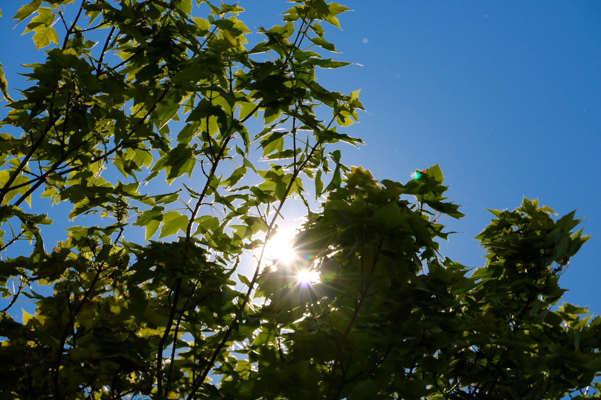 Canon EOS 760D (EOS Rebel T6s / EOS 8000D) sample photo. Sunny side up. photography