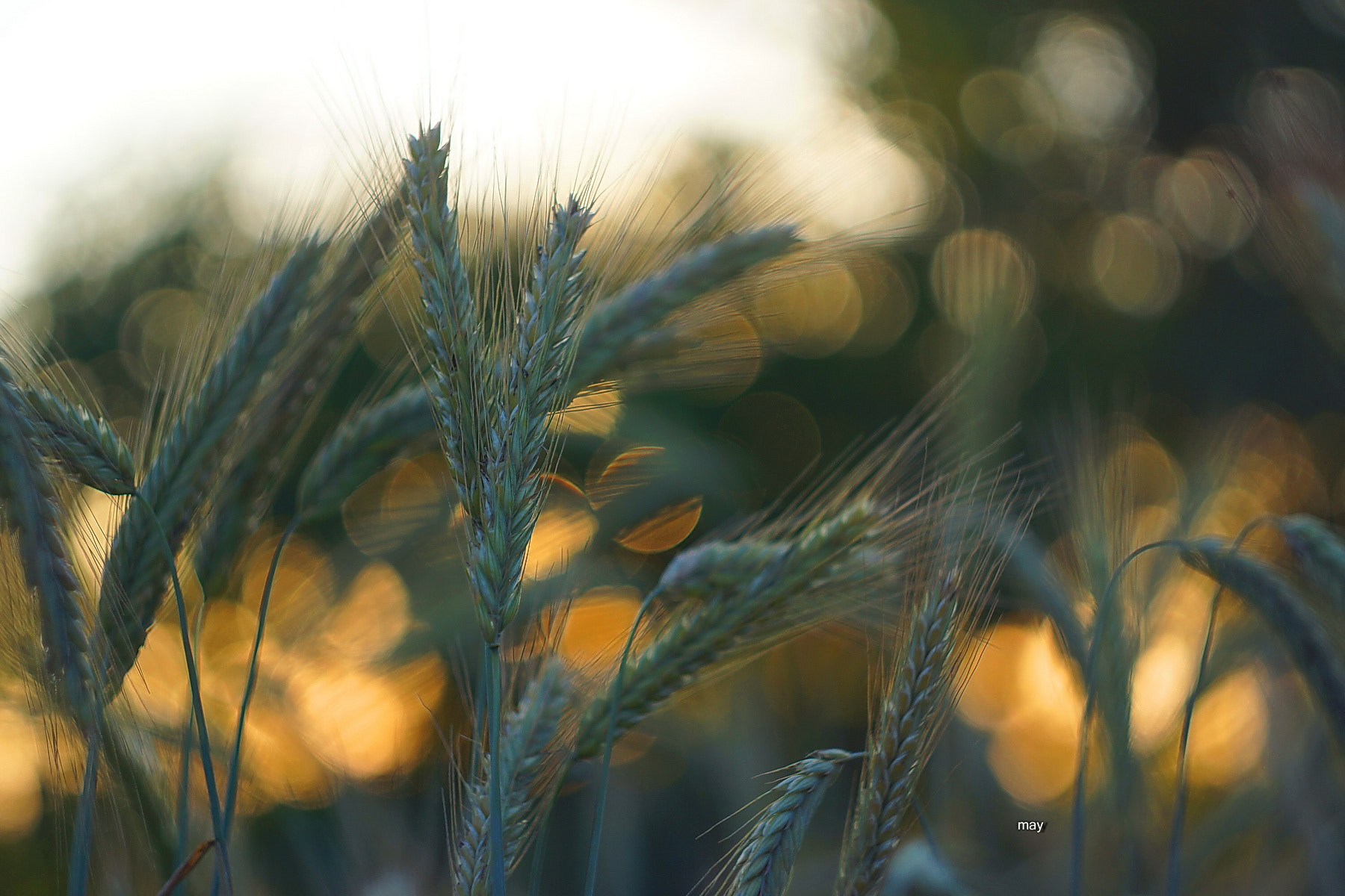 Sony SLT-A65 (SLT-A65V) + Minolta AF 50mm F1.7 sample photo. Golden bokeh.. photography