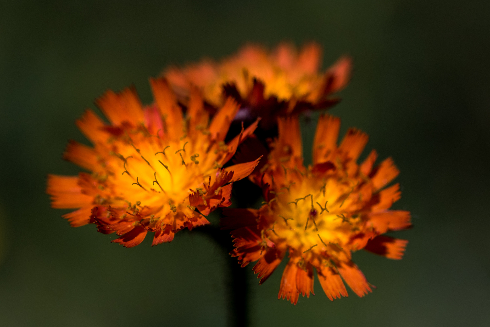 Canon EF 100mm F2.8L Macro IS USM sample photo. Flower297 photography