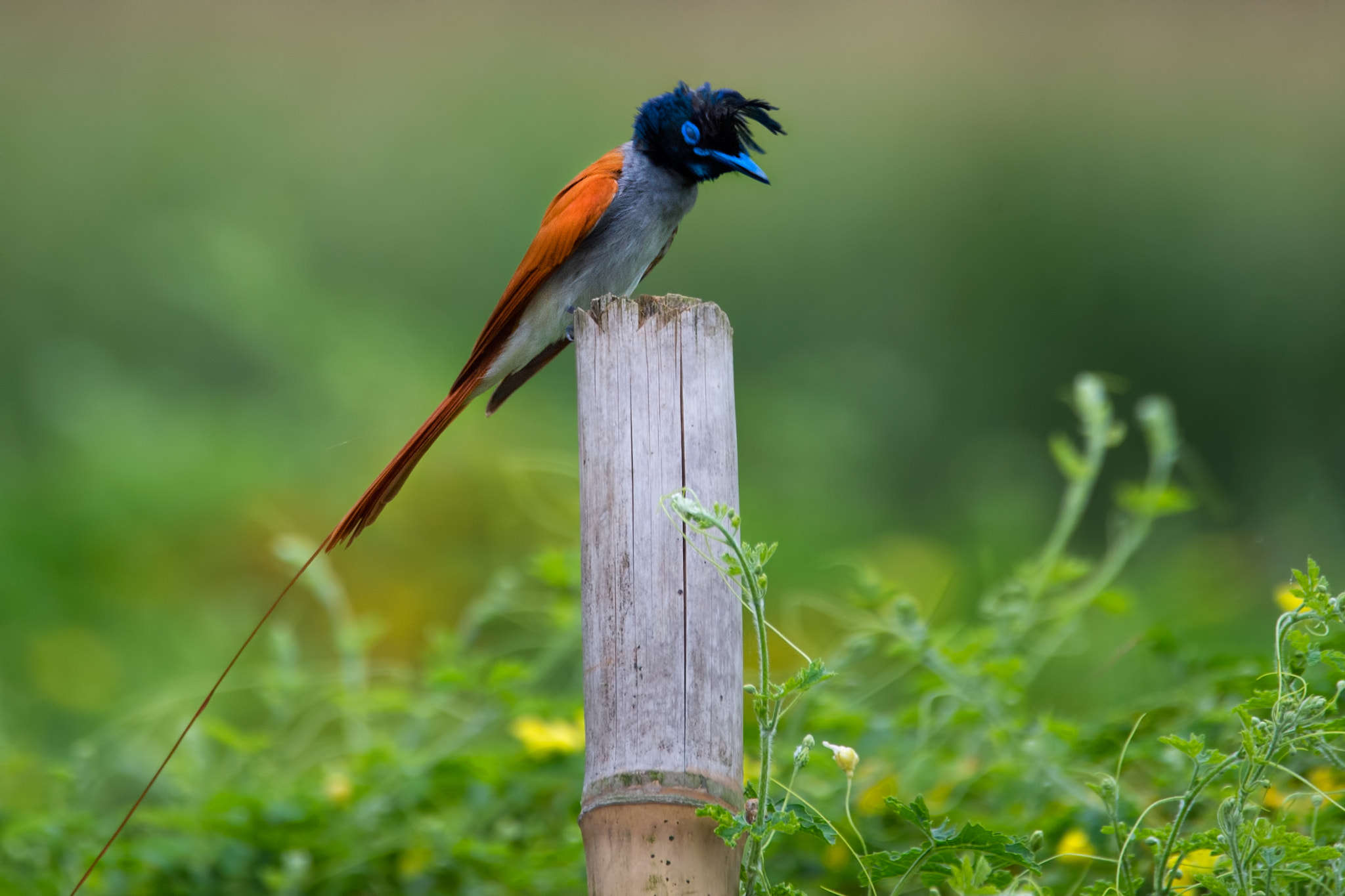 Sigma 150-600mm F5-6.3 DG OS HSM | C sample photo. Indian paradise flycatcher photography