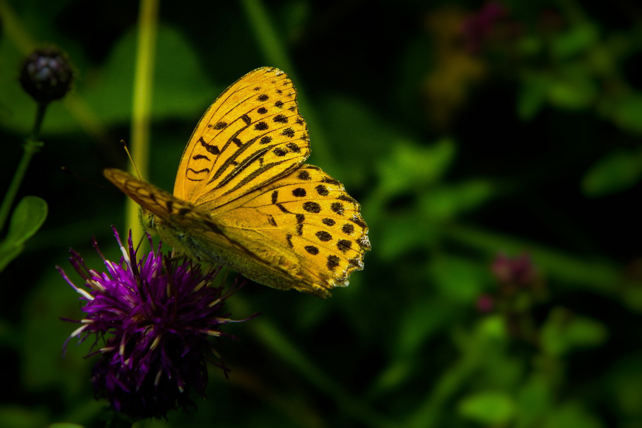 Kodak EASYSHARE Z1015 IS DIGITAL CAMERA sample photo. Peacefully photography
