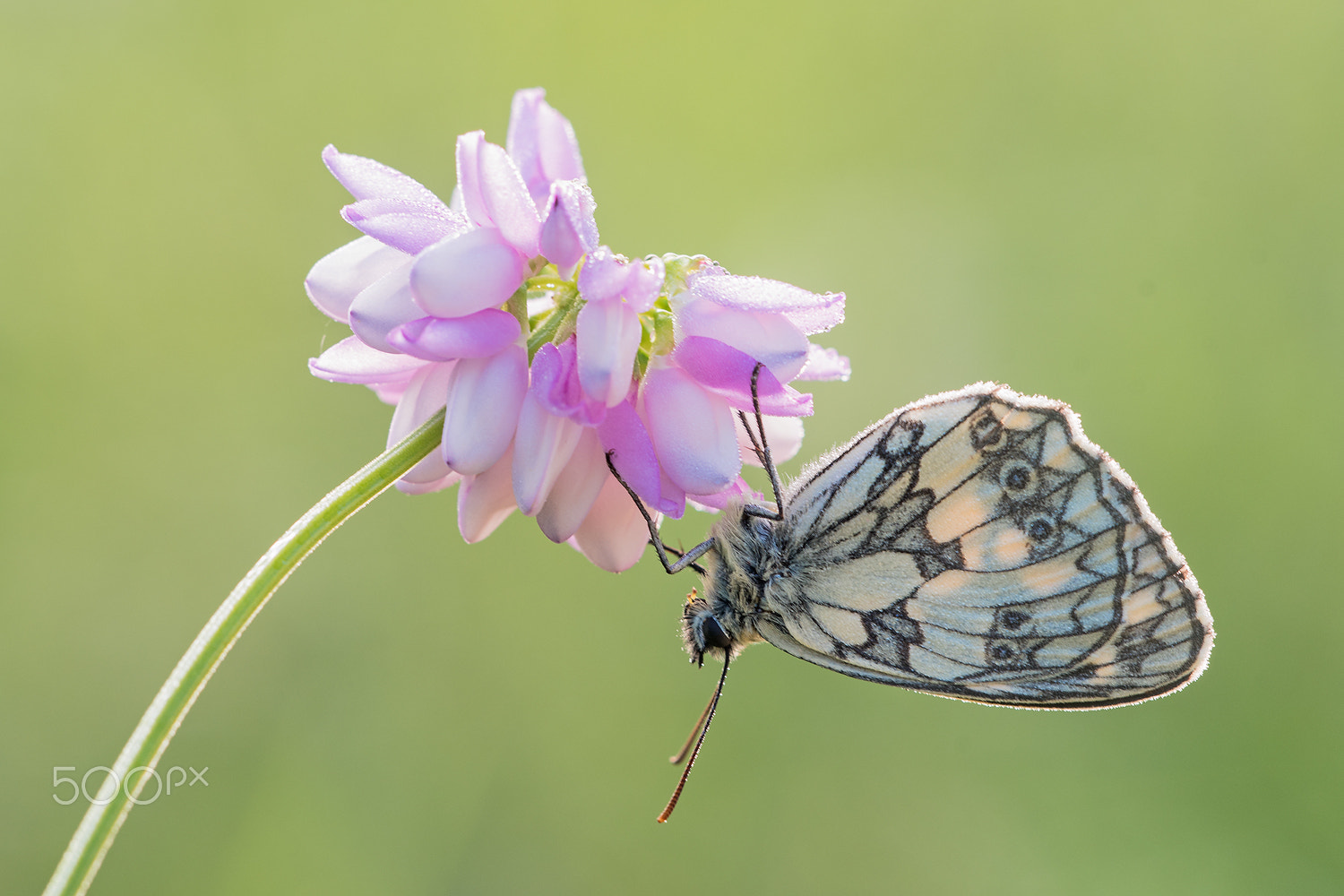 Nikon D500 + Sigma 150mm F2.8 EX DG Macro HSM sample photo. Marbled white (melanargia galathea) male photography