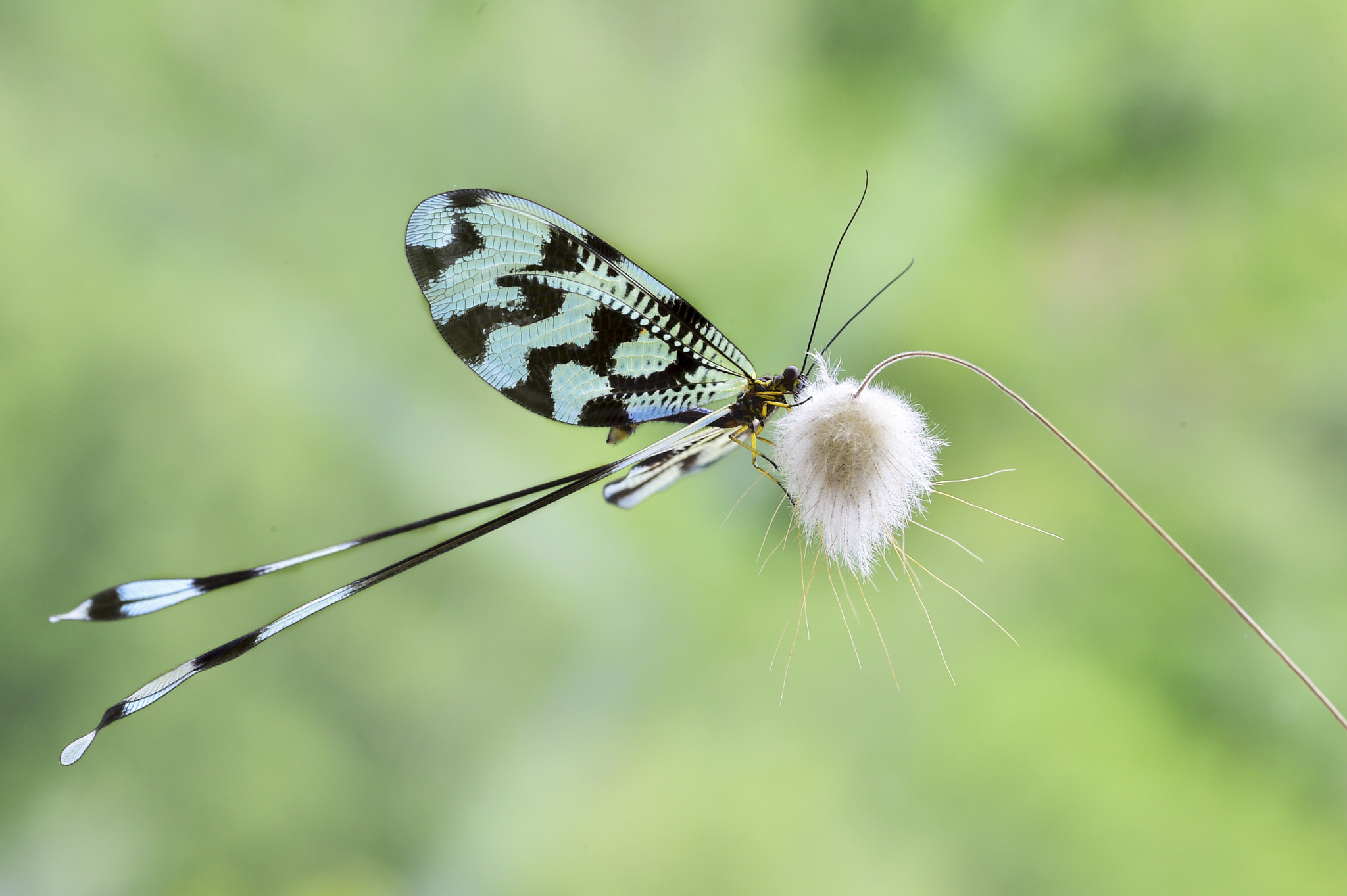 ZEISS Makro-Planar T* 100mm F2 sample photo. Nemoptera... photography