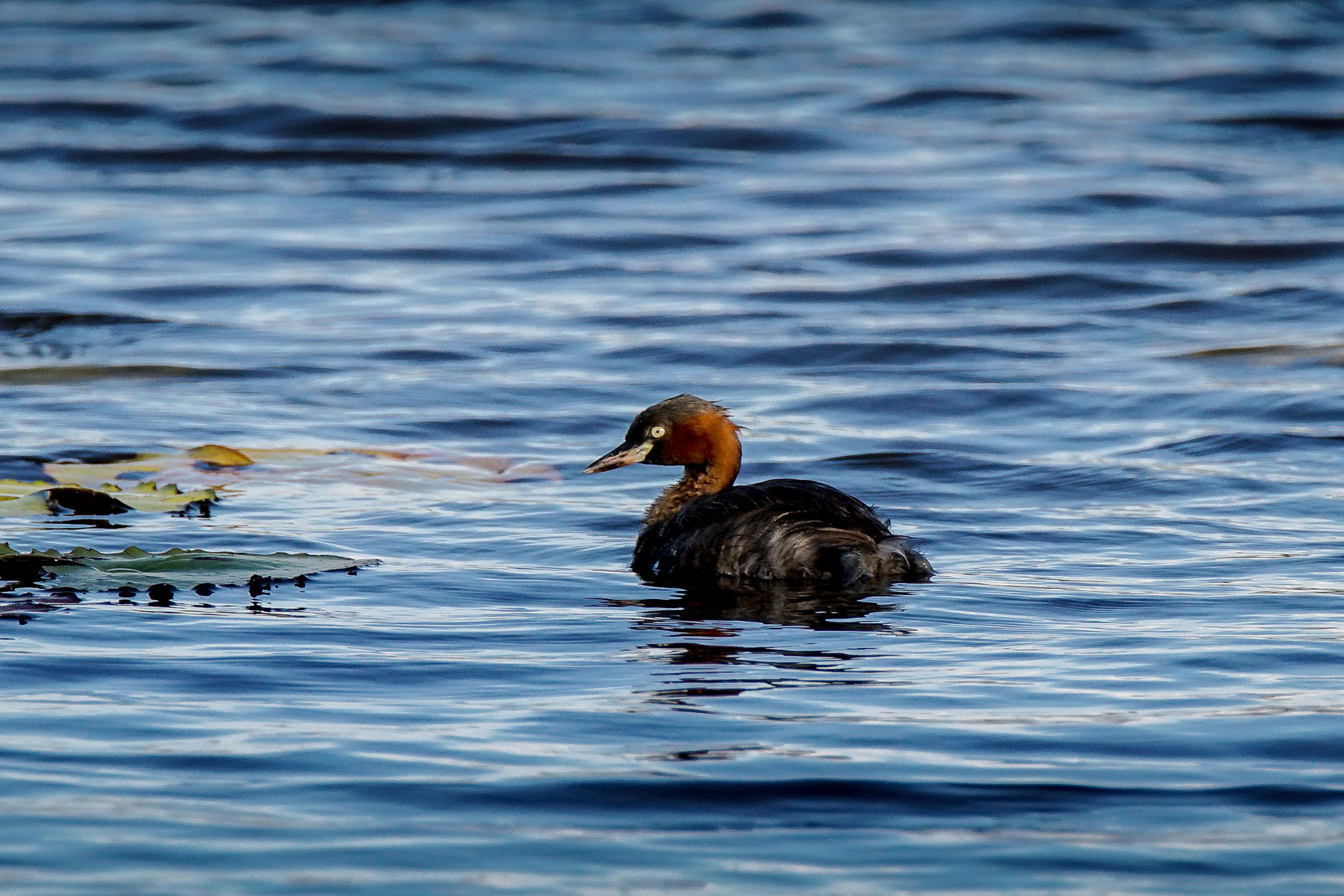 Sony a7 II + Tamron SP 150-600mm F5-6.3 Di VC USD sample photo. Little grebe photography