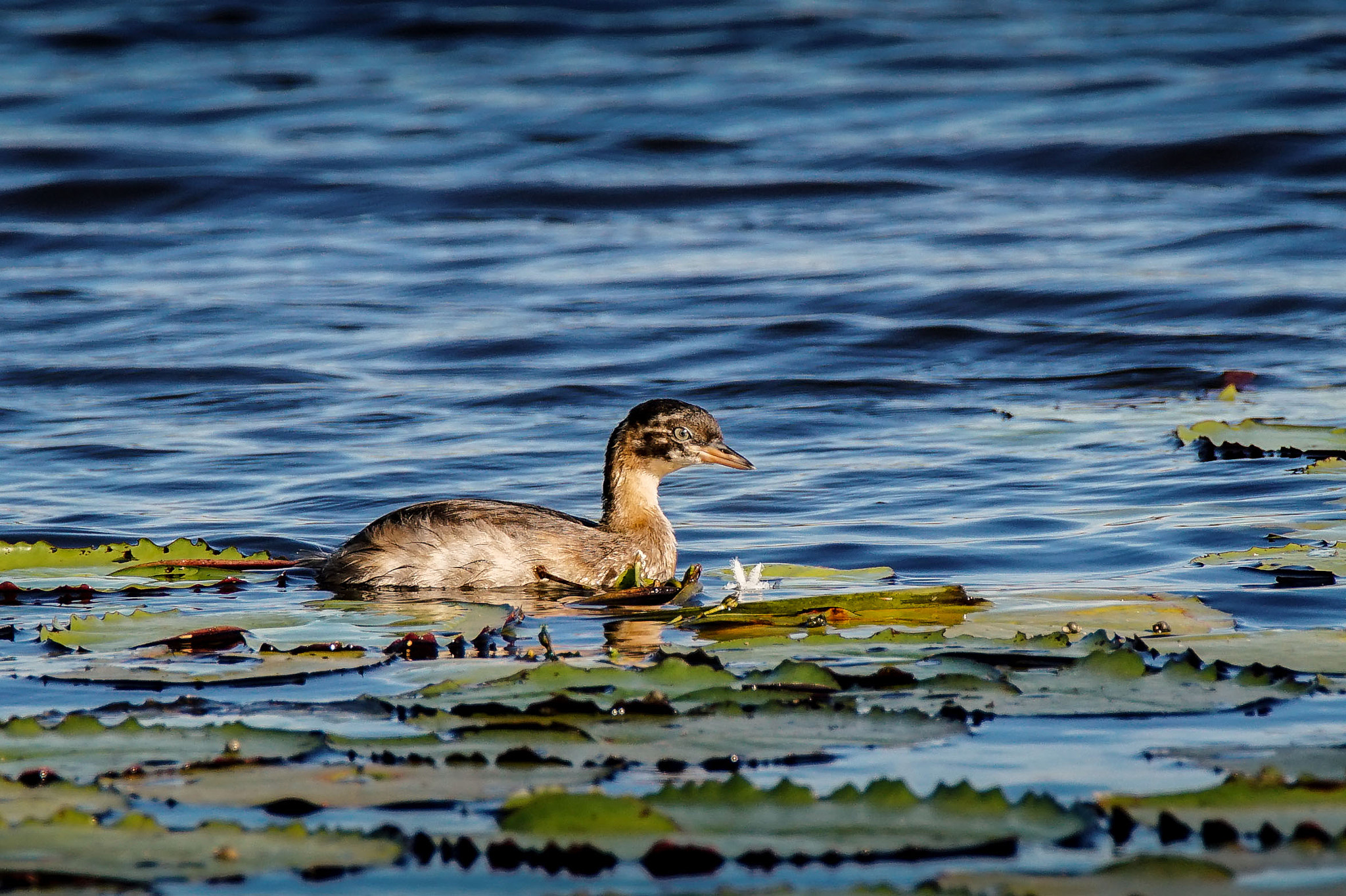 Sony a7 II + Tamron SP 150-600mm F5-6.3 Di VC USD sample photo. Little grebe (juvenile) photography