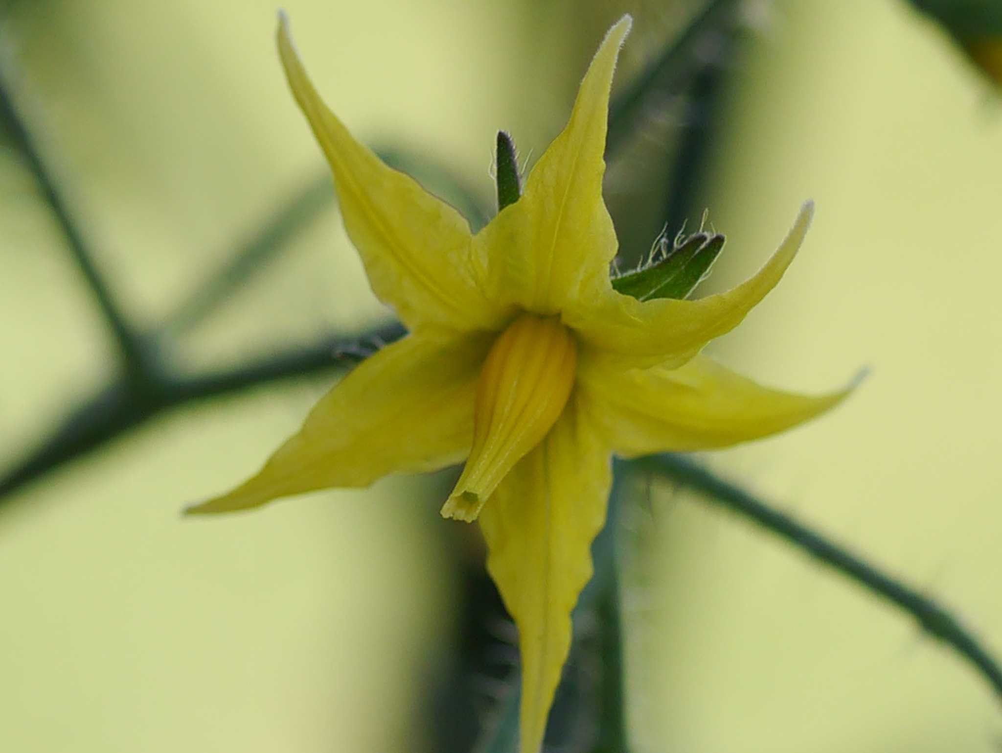 Panasonic Lumix G Macro 30mm F2.8 ASPH Mega OIS sample photo. Fleur de t o m  a t e photography