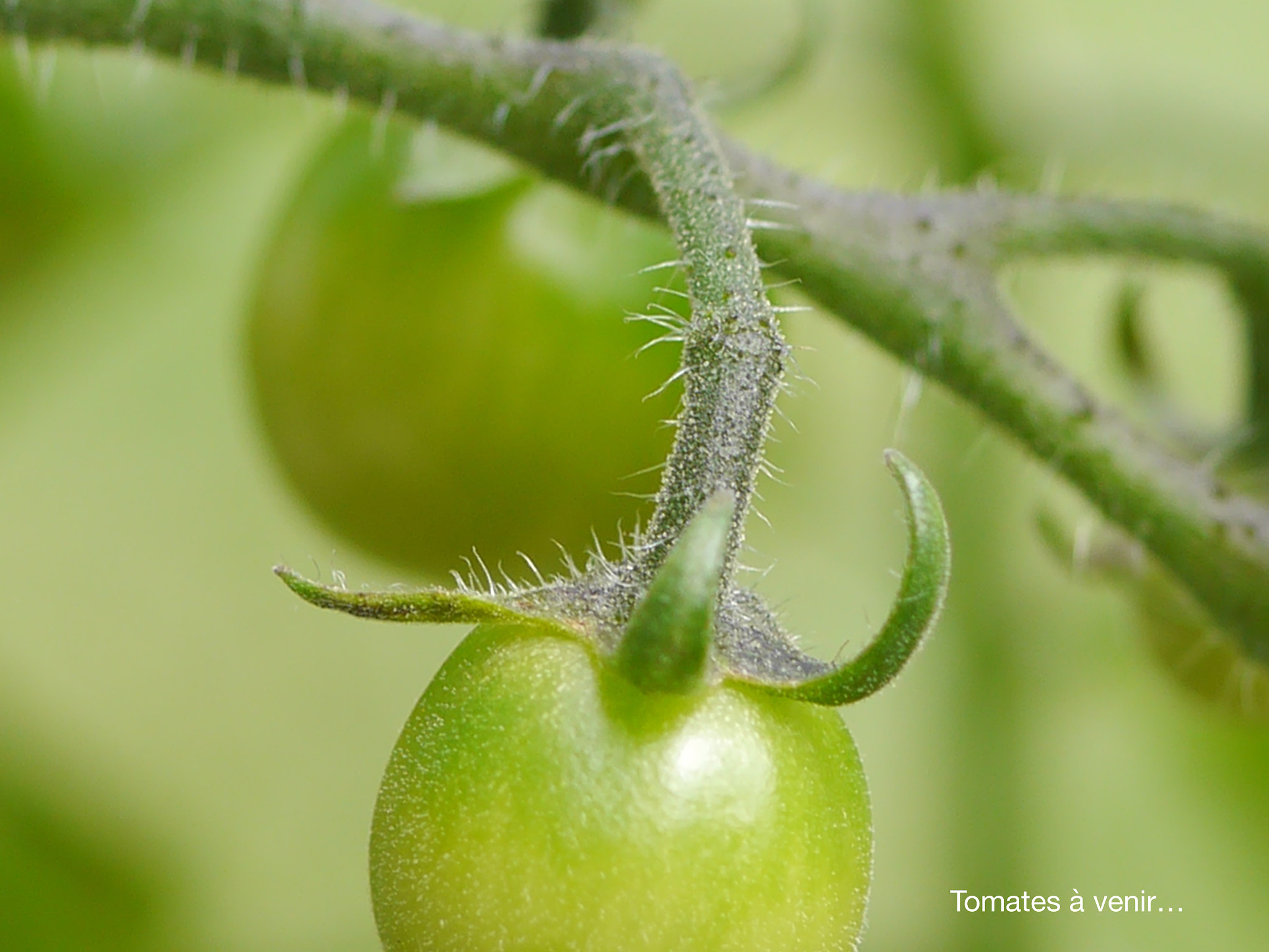 Panasonic Lumix G Macro 30mm F2.8 ASPH Mega OIS sample photo. Tomates photography