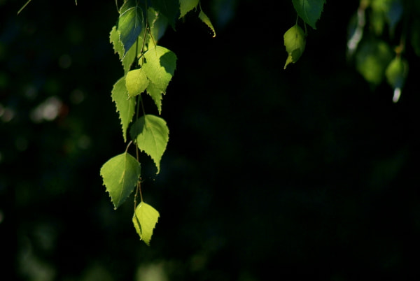 Minolta AF 100-300mm F4.5-5.6 sample photo. Legnica, park photography