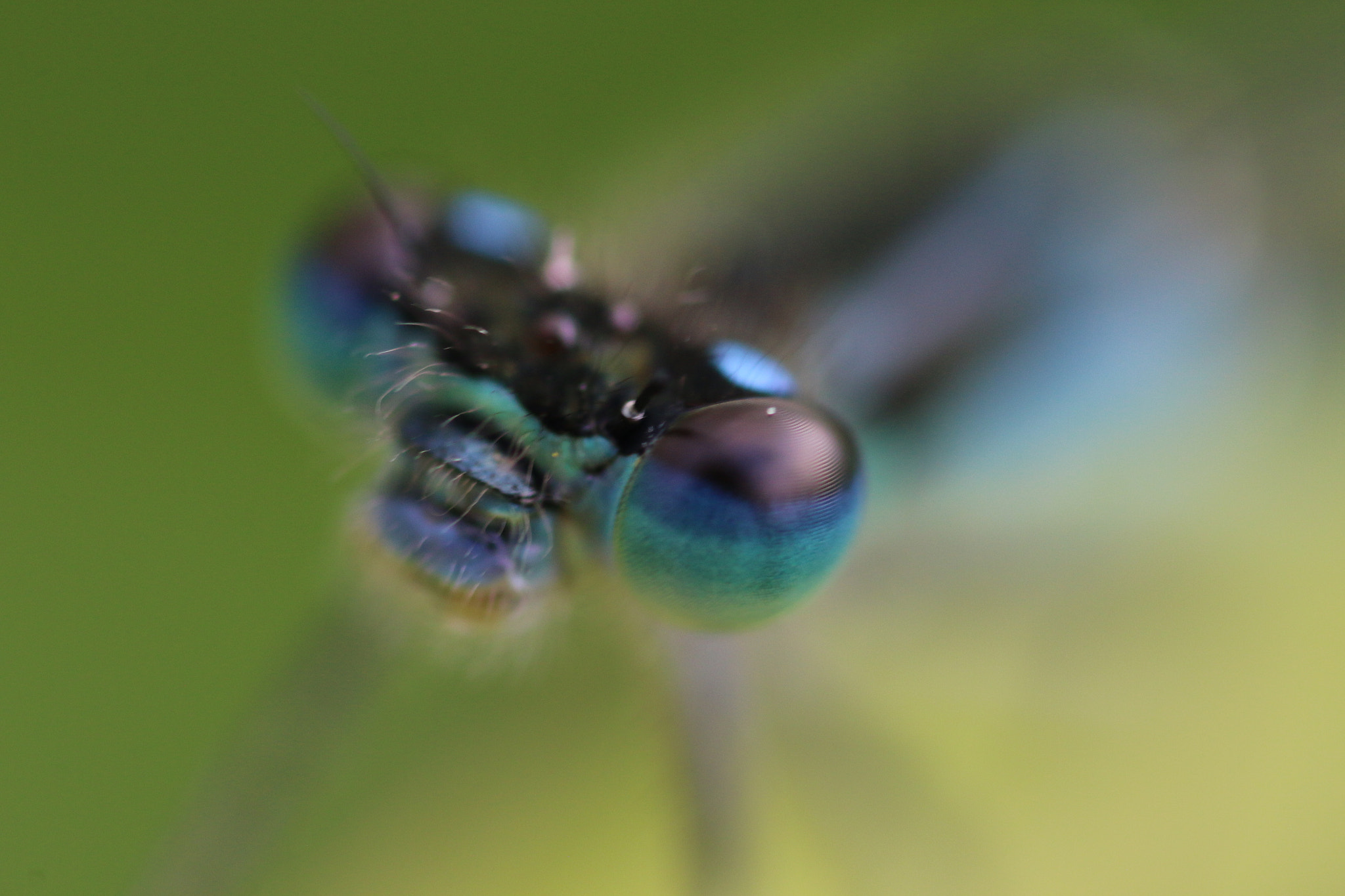 Canon MP-E 65mm F2.5 1-5x Macro Photo sample photo. The eye of the ... photography