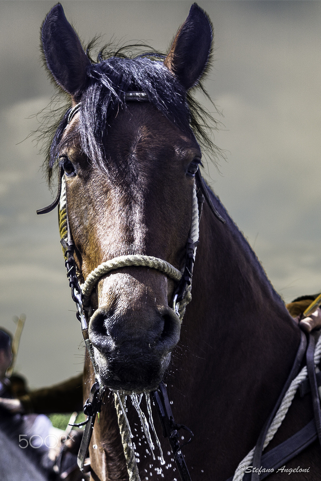 Canon EF 28-105mm f/3.5-4.5 USM sample photo. Horse photography