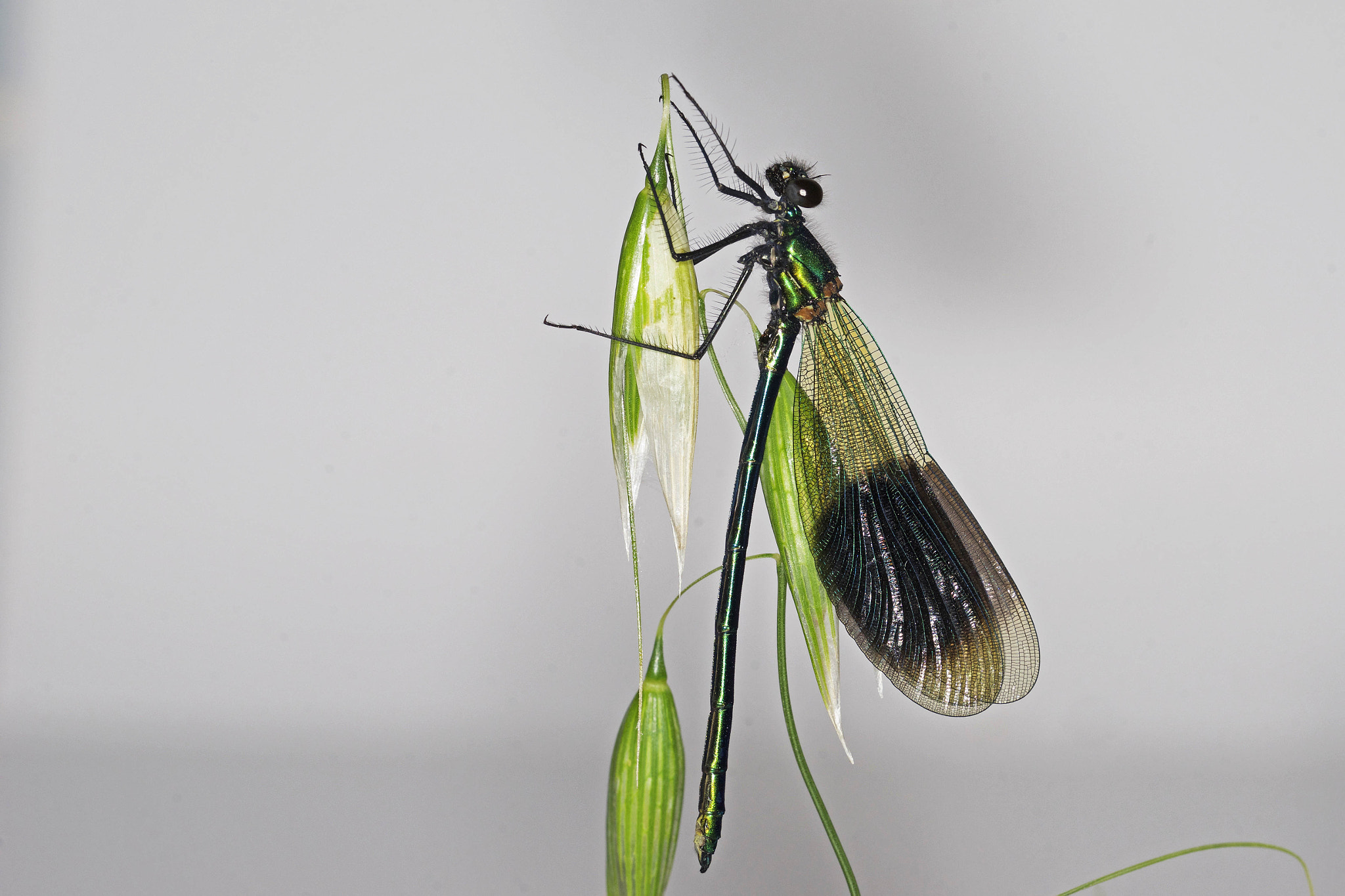 Sony a99 II + 150mm F2.8 sample photo. Damselfly, photography
