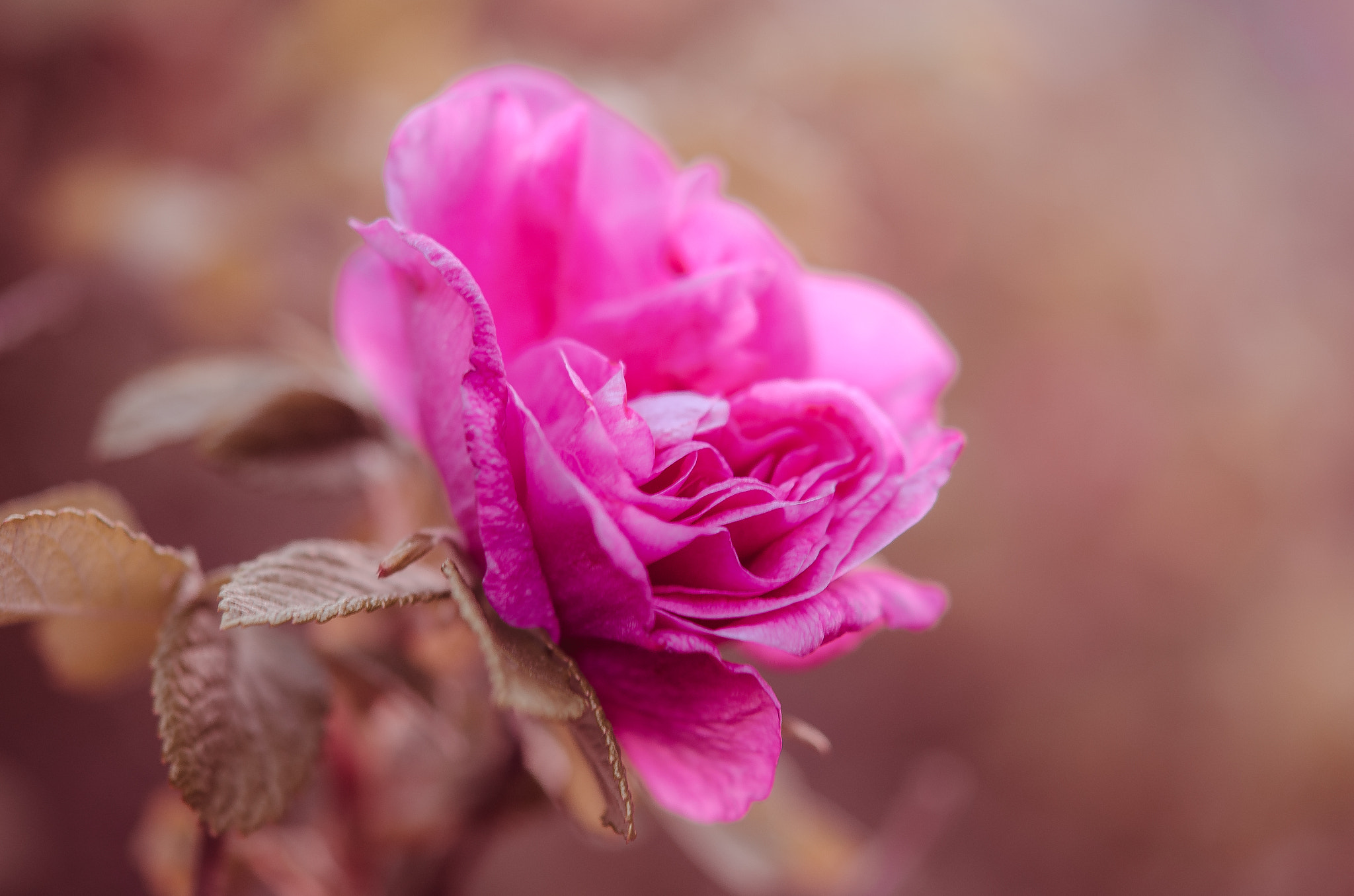 Nikon AF-S Micro-Nikkor 60mm F2.8G ED sample photo. Rose photography