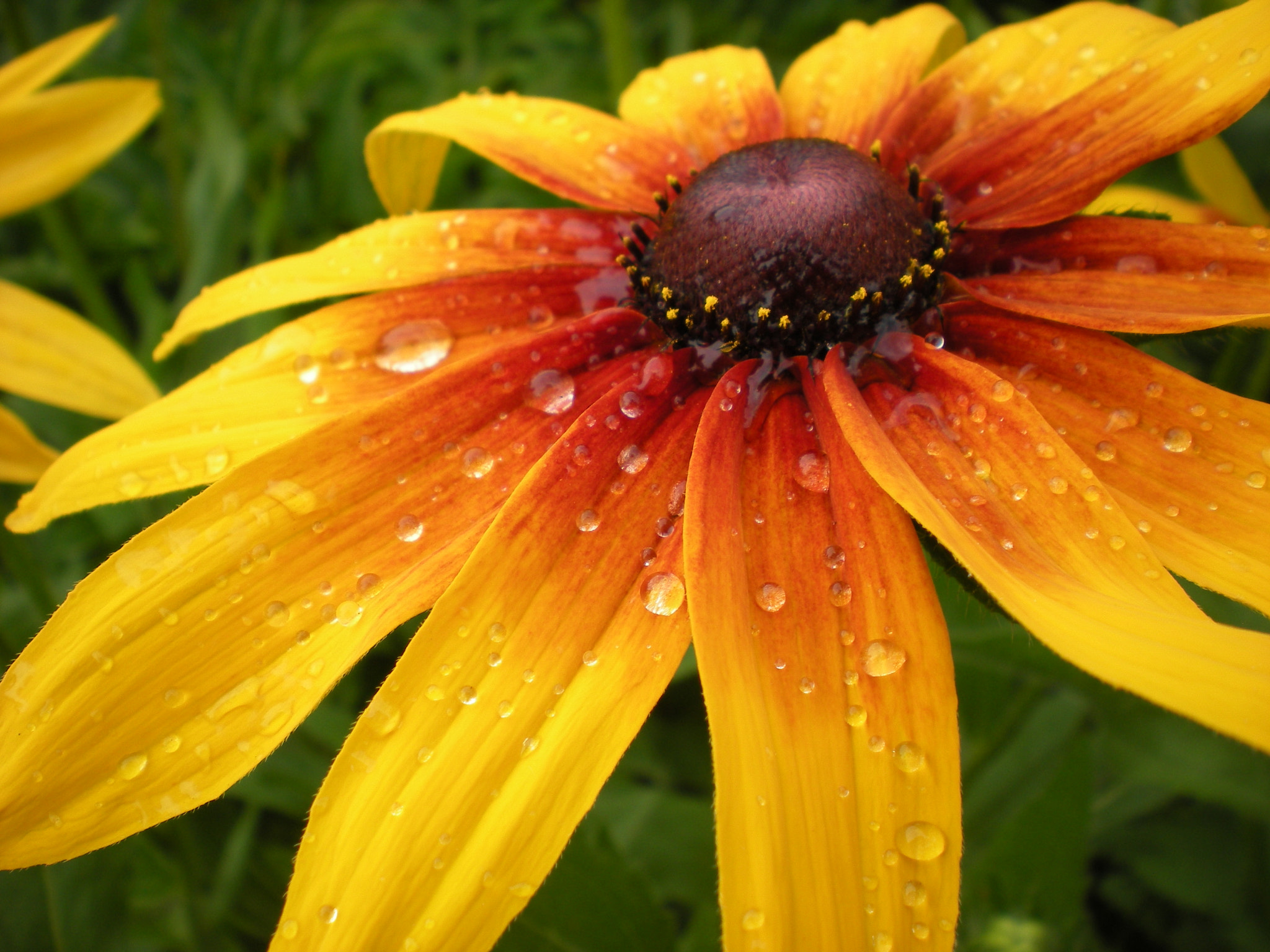 Nikon Coolpix S210 sample photo. Rudbeckia hirta photography