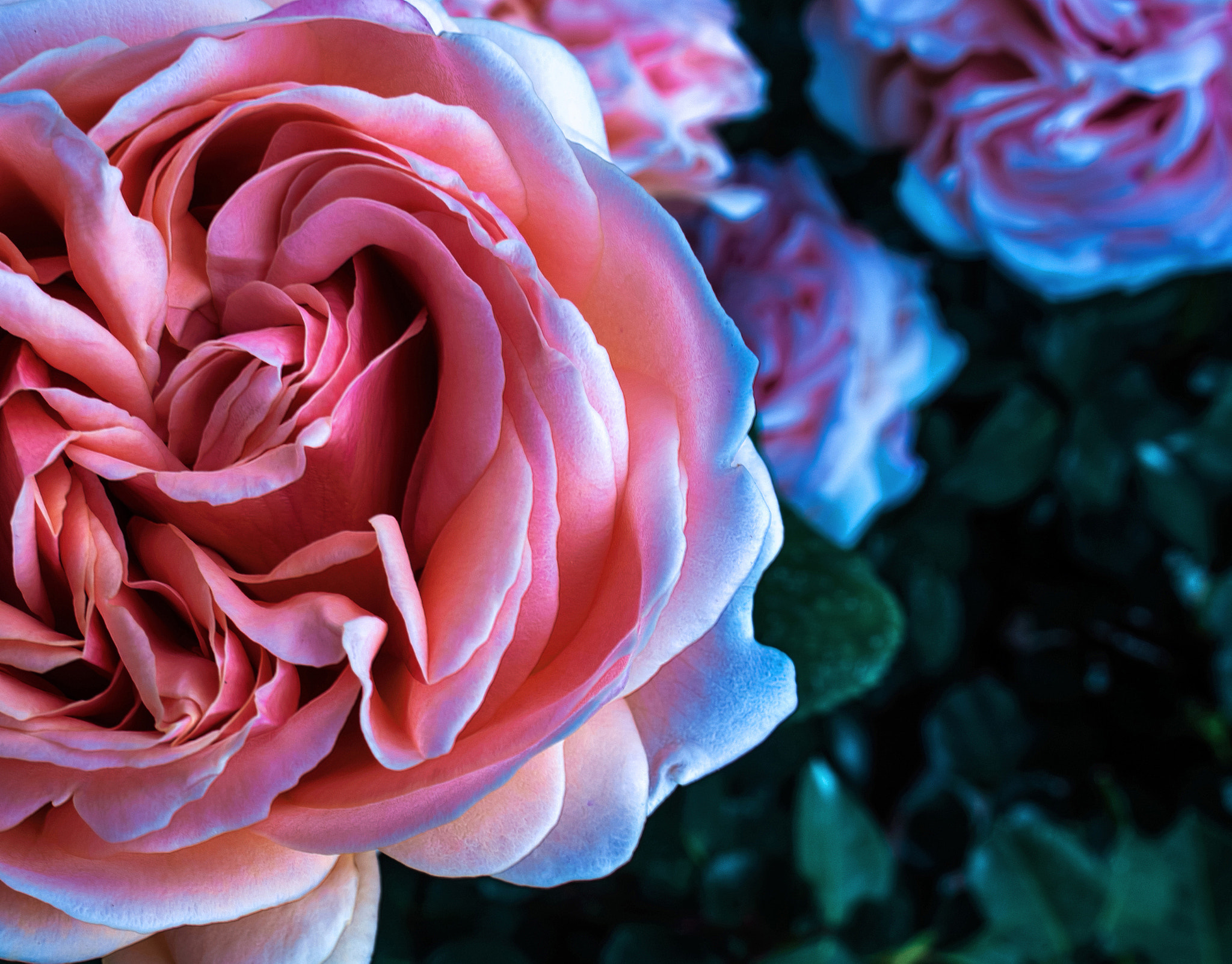 AF Zoom-Nikkor 28-85mm f/3.5-4.5 sample photo. Rose photography