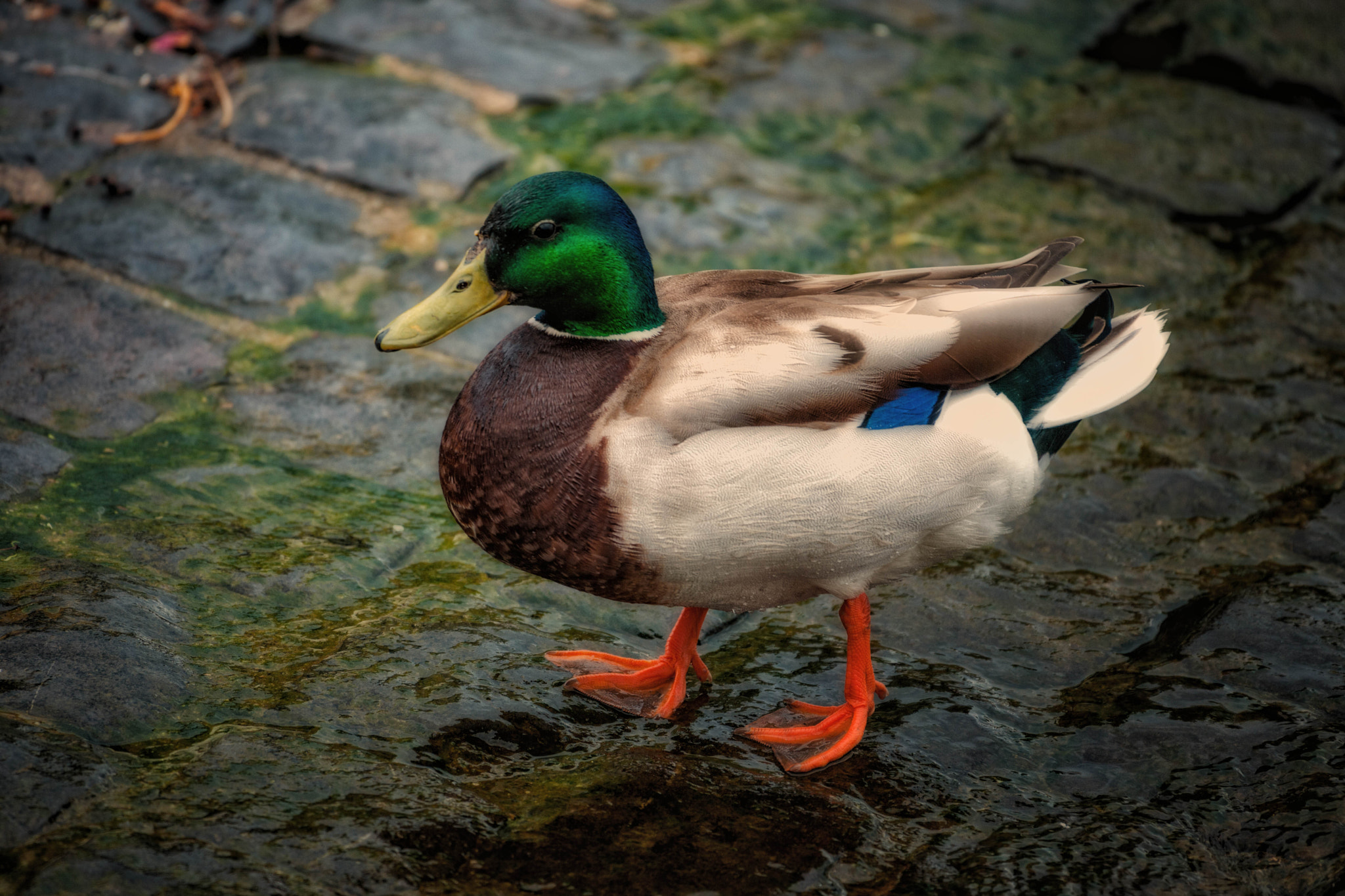 Nikon D3X sample photo. Hometown duck photography