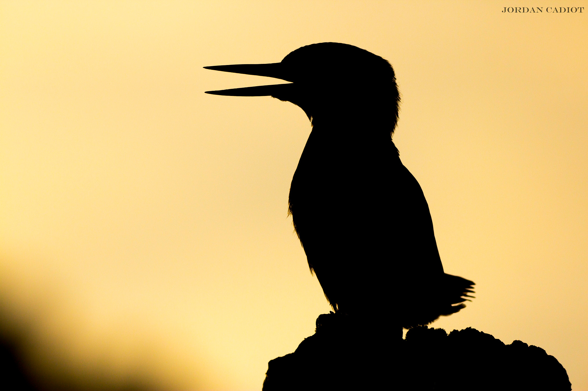 150-600mm F5-6.3 DG OS HSM | Contemporary 015 sample photo. Kingfisher photography