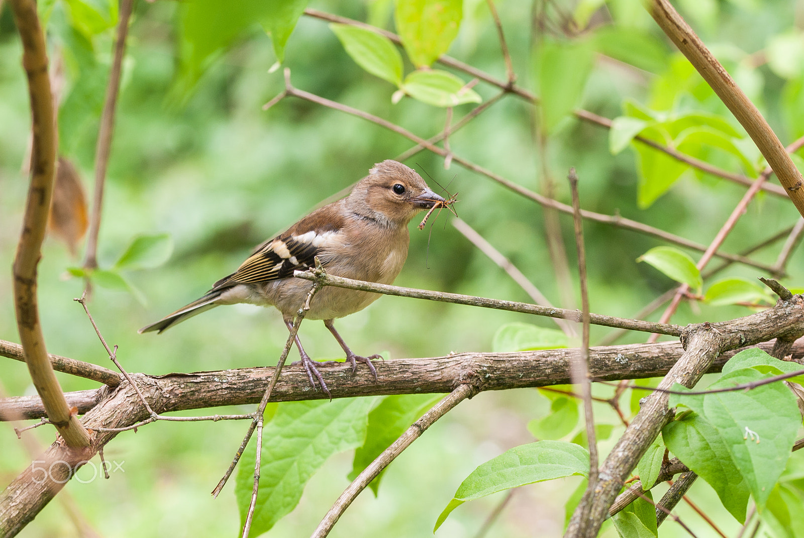 Sigma 105mm F2.8 EX DG OS HSM sample photo. Chaffinch photography