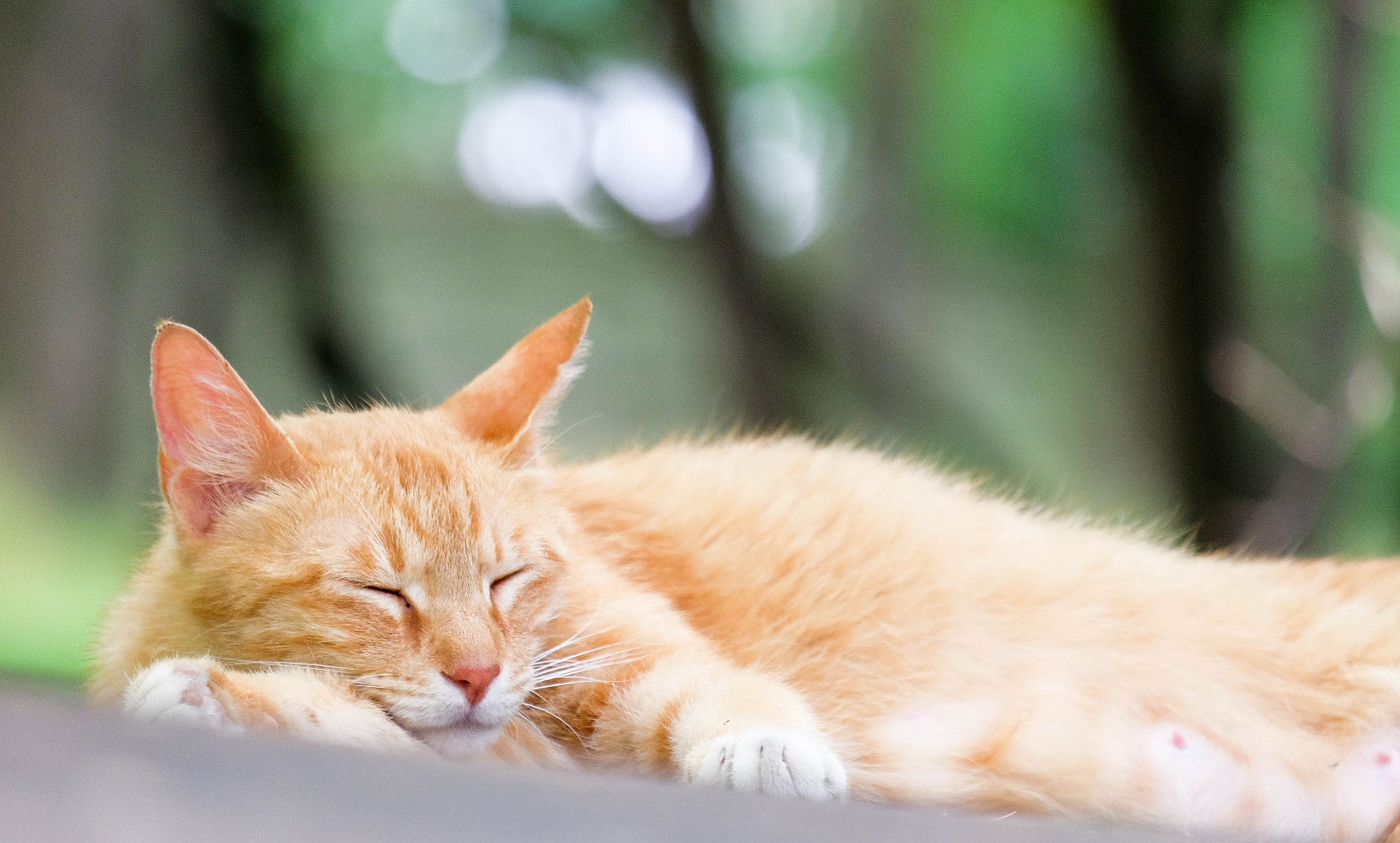 Fujifilm X-A2 + Fujifilm XC 50-230mm F4.5-6.7 OIS II sample photo. My lovely stray cat photography