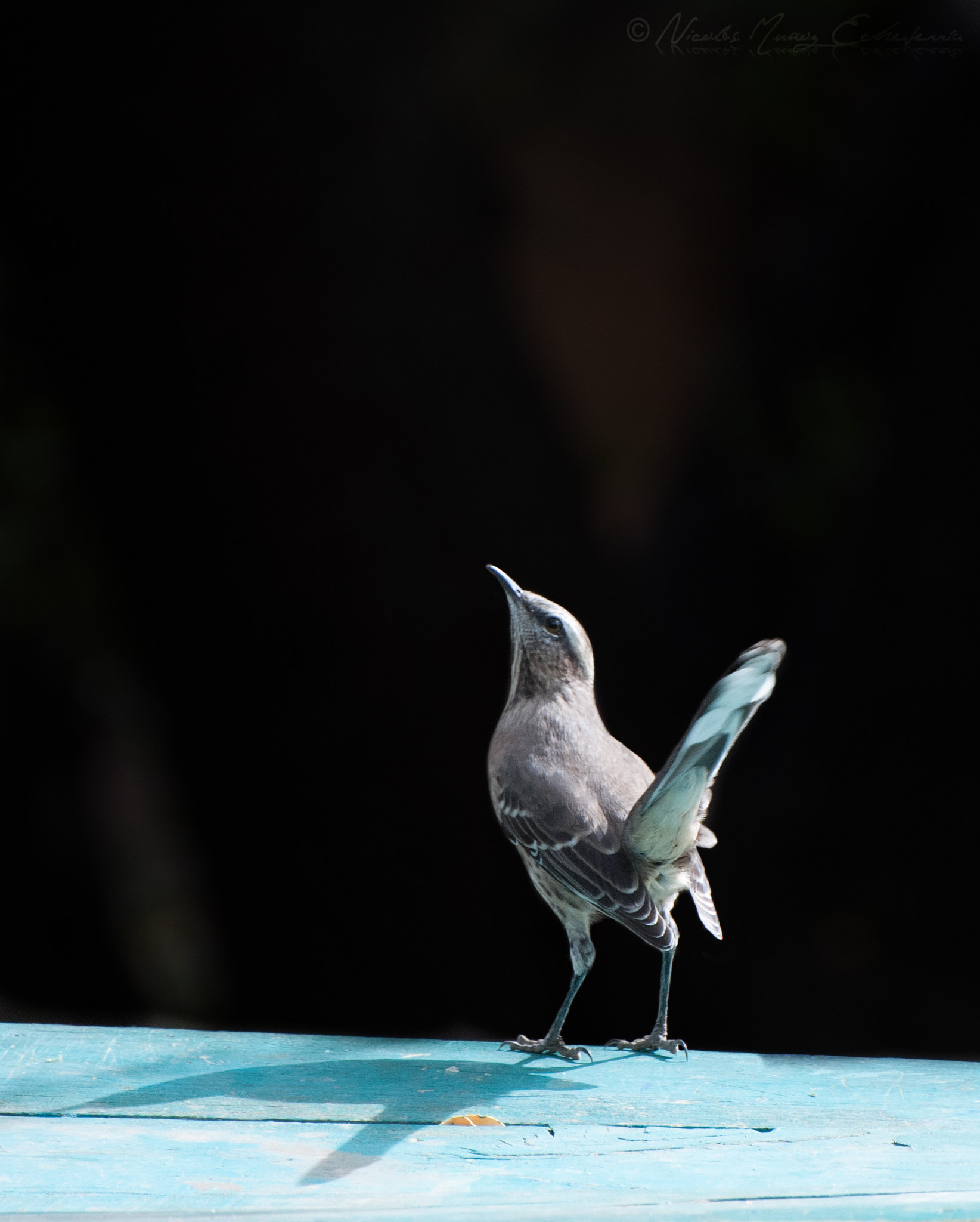 Nikon D3000 sample photo. Tenca (mimus thenca) photography