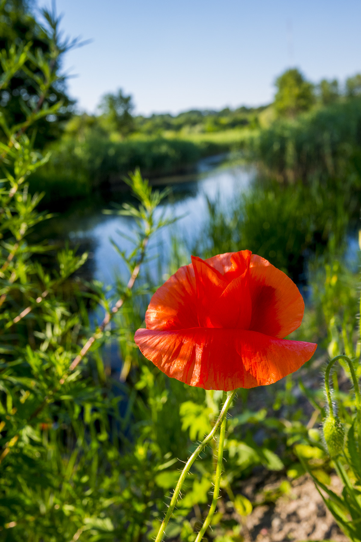 Panasonic Lumix DMC-GX7 + Panasonic Lumix G 14mm F2.5 ASPH sample photo. Kiss photography