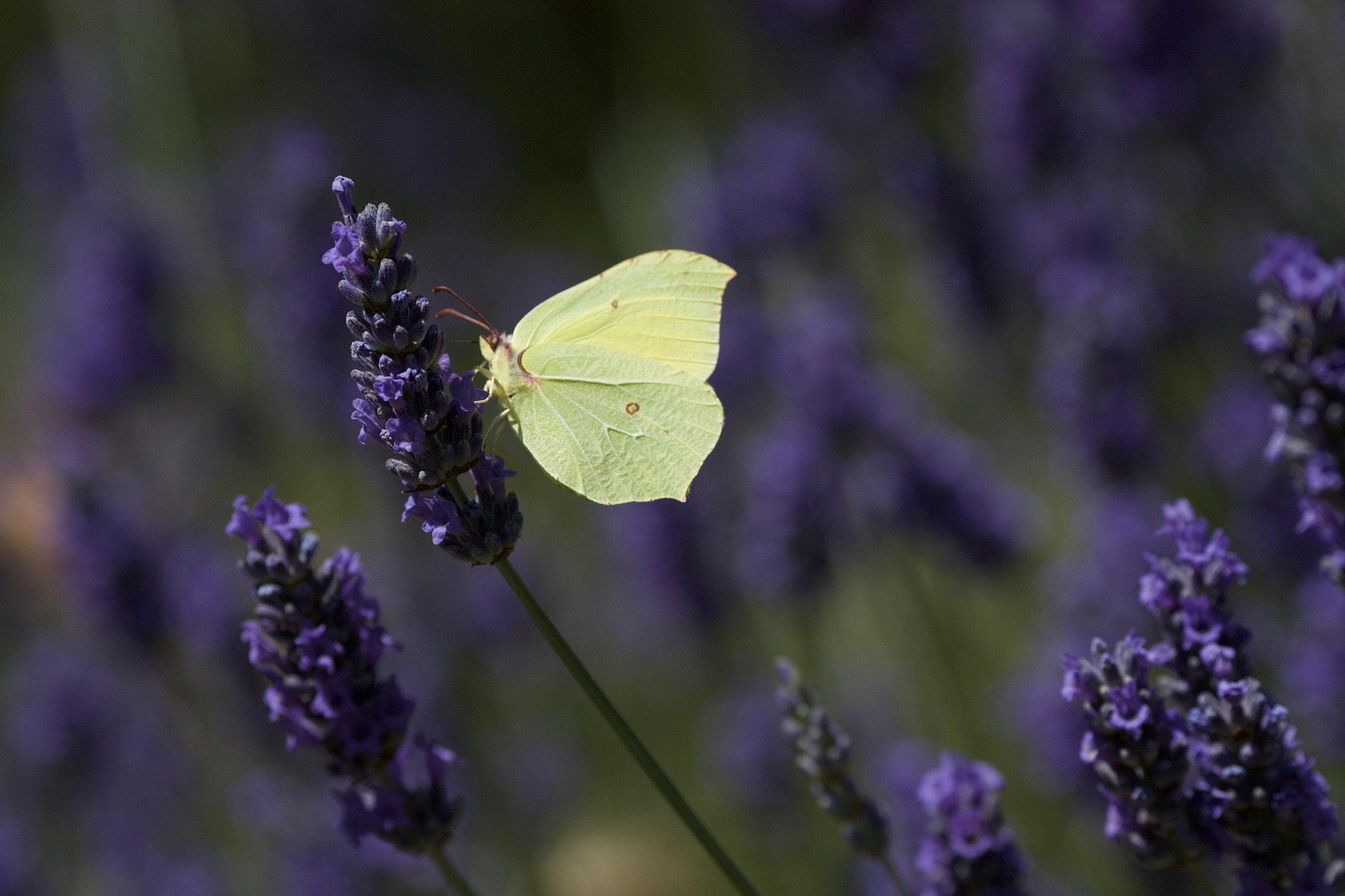 Canon EOS 450D (EOS Rebel XSi / EOS Kiss X2) + Canon EF 135mm F2L USM sample photo. Butterfly i photography