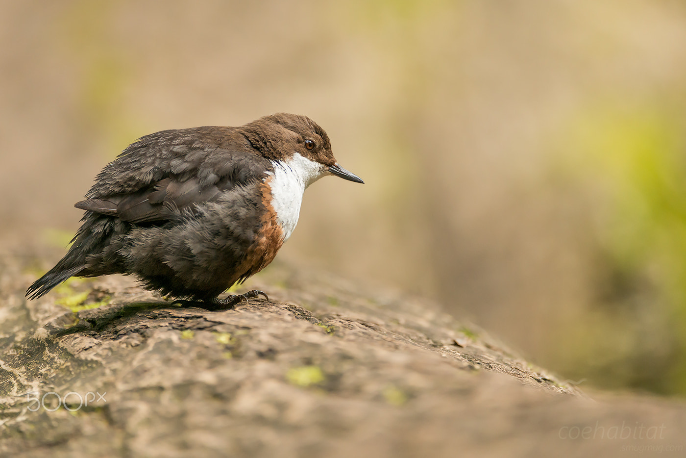 Nikon AF-S Nikkor 200-400mm F4G ED-IF VR sample photo. 'from a vantage point' photography
