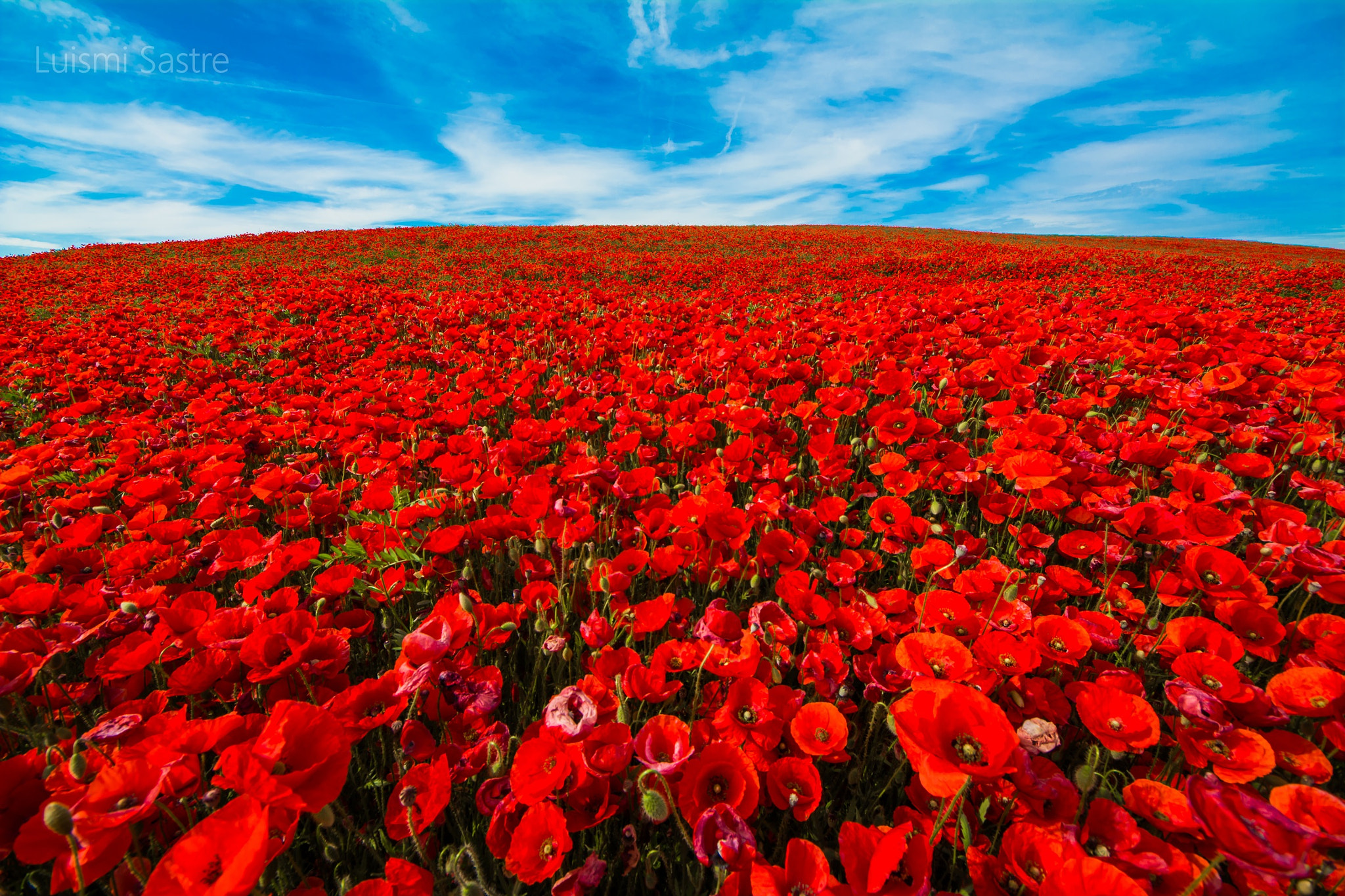 Sigma 8-16mm F4.5-5.6 DC HSM sample photo. Amapolas photography