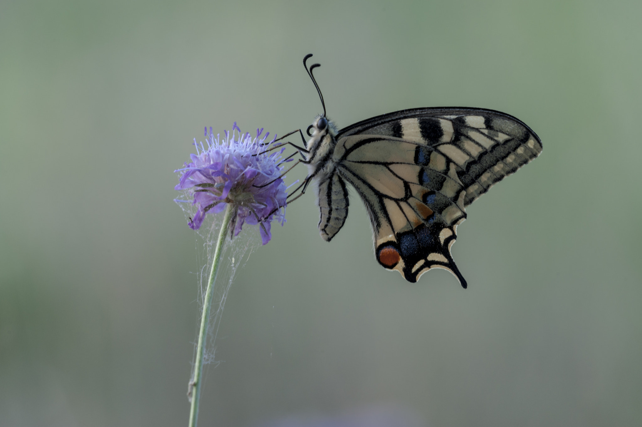 Sigma APO Macro 180mm F3.5 EX DG HSM sample photo. Macaon photography