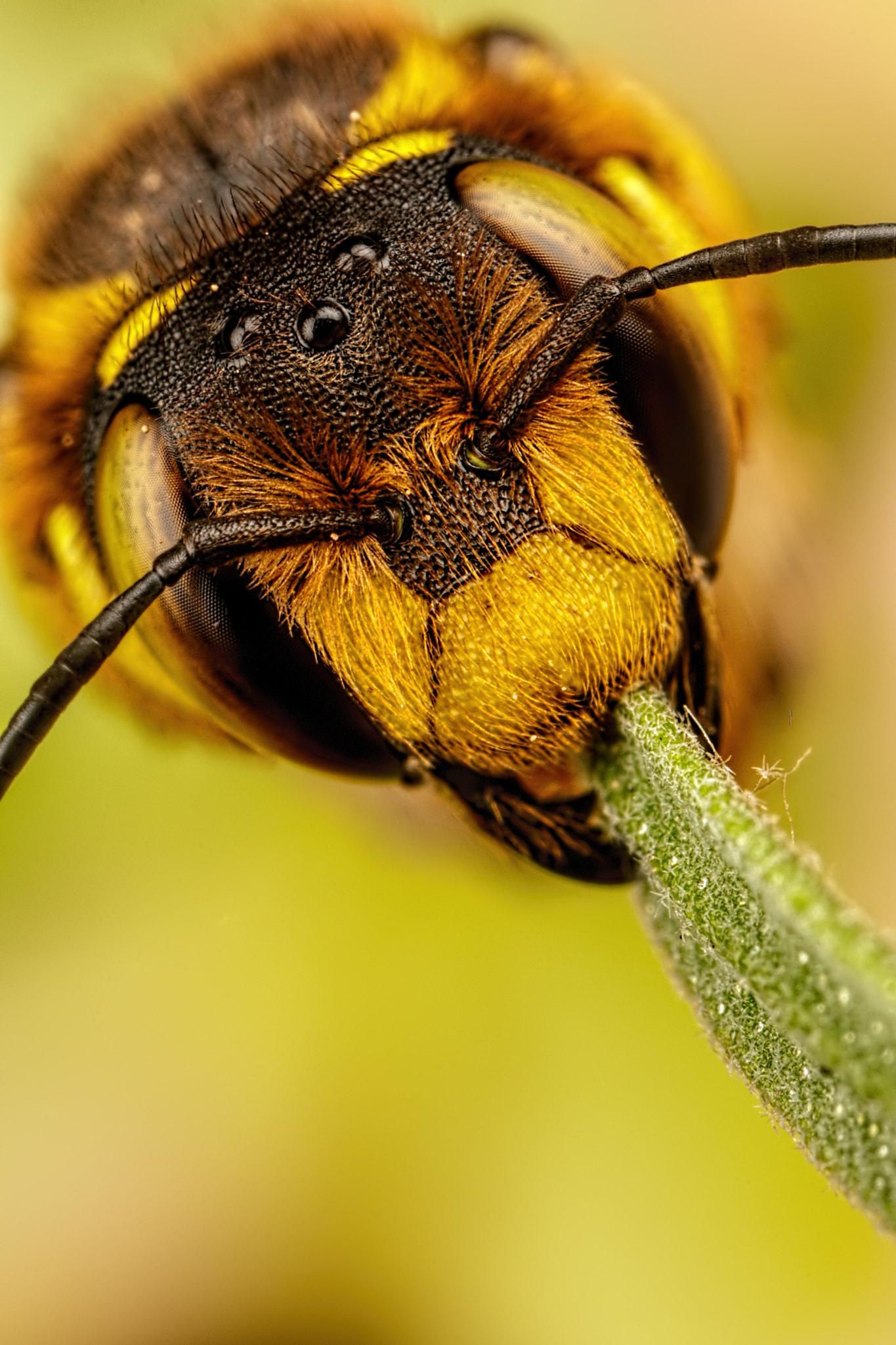 Canon MP-E 65mm F2.5 1-5x Macro Photo sample photo. Europena wool carder bee ix photography