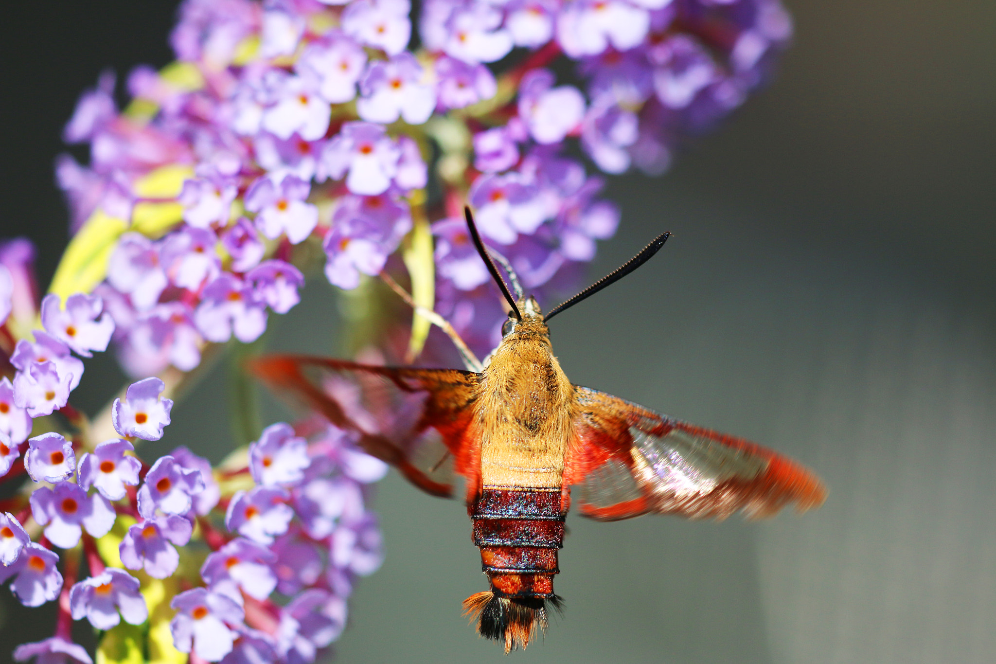 Sigma APO Macro 150mm f/2.8 EX DG HSM sample photo. Hb moth 6 photography