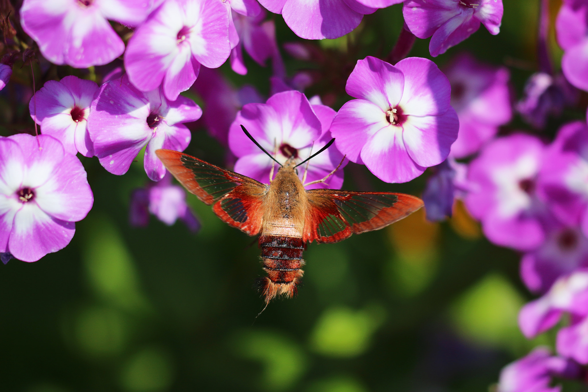 Sigma APO Macro 150mm f/2.8 EX DG HSM sample photo. Hb moth 5 photography