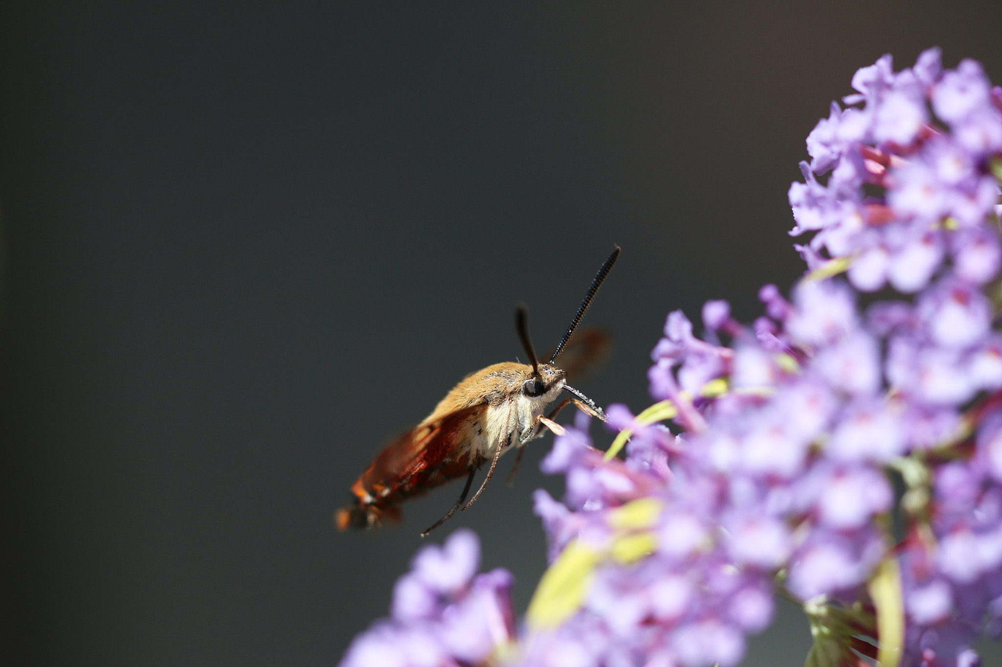 Sigma APO Macro 150mm f/2.8 EX DG HSM sample photo. Hb moth 7 photography