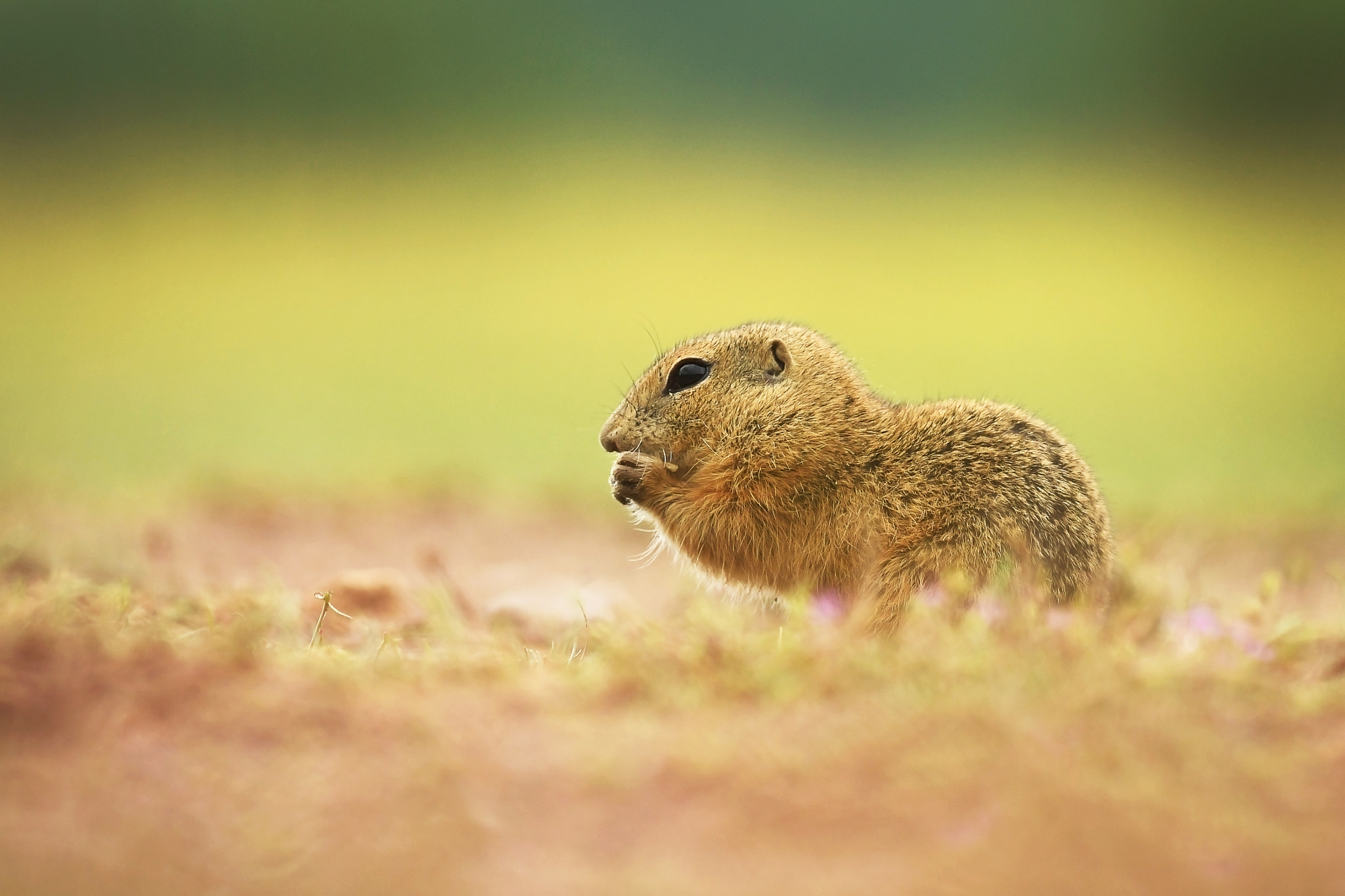 Nikon AF-S Nikkor 500mm F4D ED-IF II sample photo. Ground squirrel photography