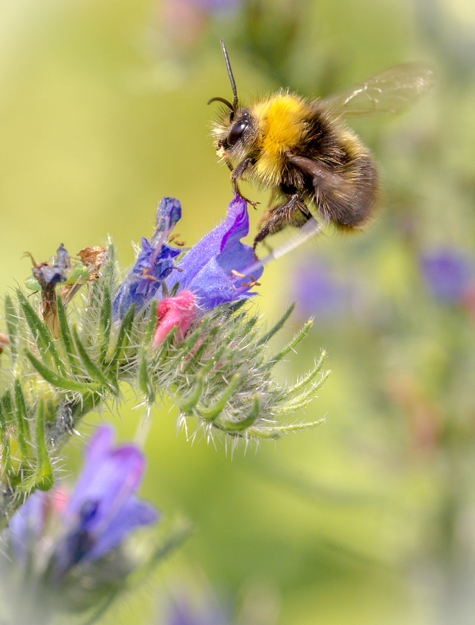 Canon EOS-1D Mark IV sample photo. Busy bee photography