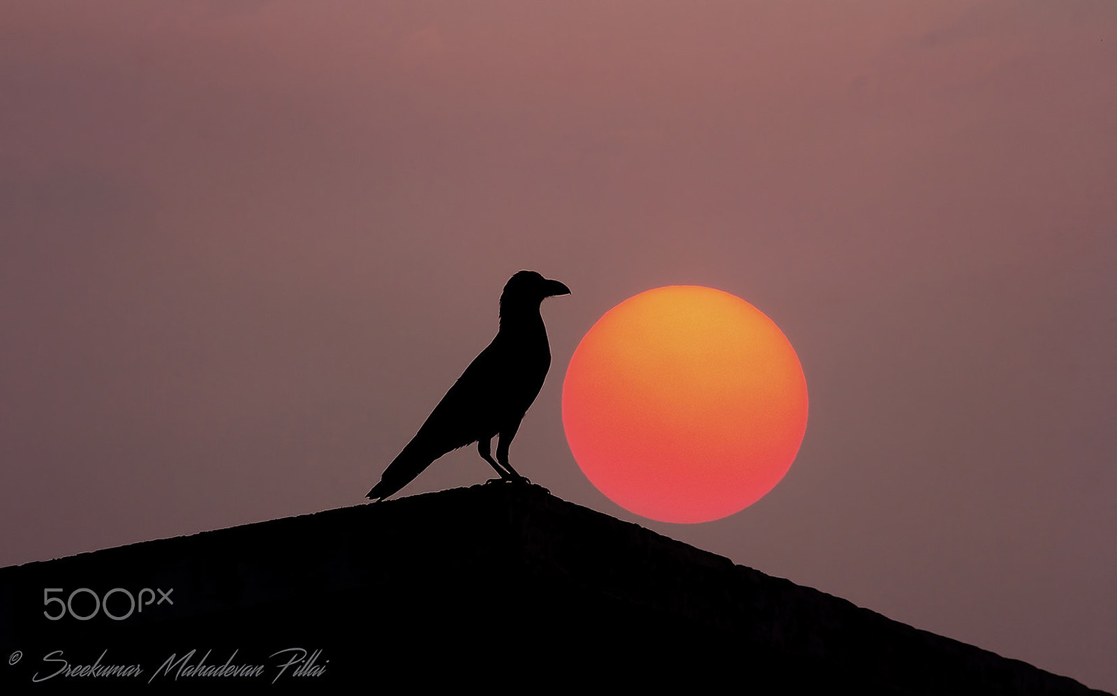 Canon EF 300mm F4L IS USM sample photo. Crow'-ned photography