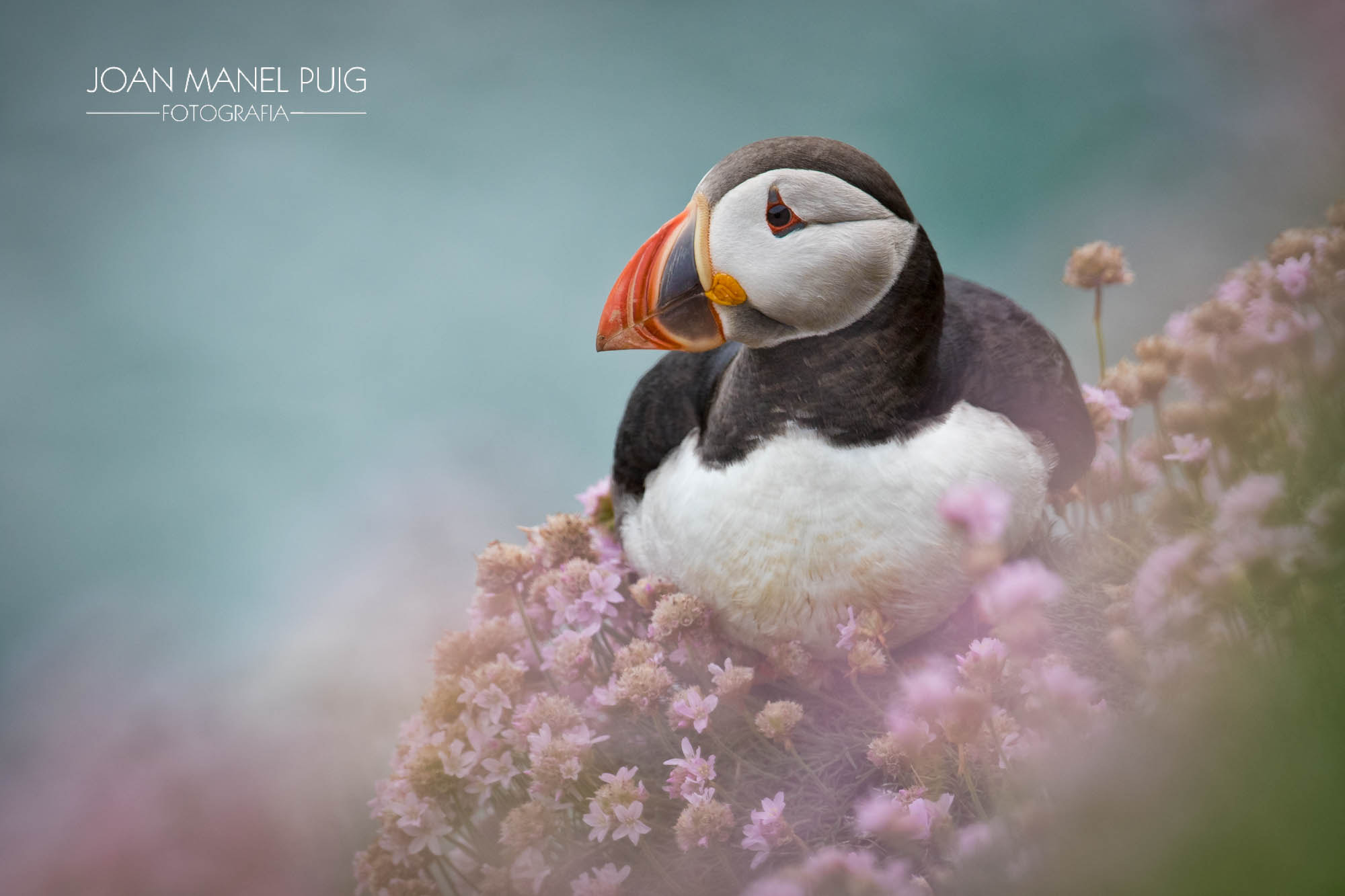 Canon EF 300mm F2.8L IS II USM sample photo. Puffin amid flowers photography