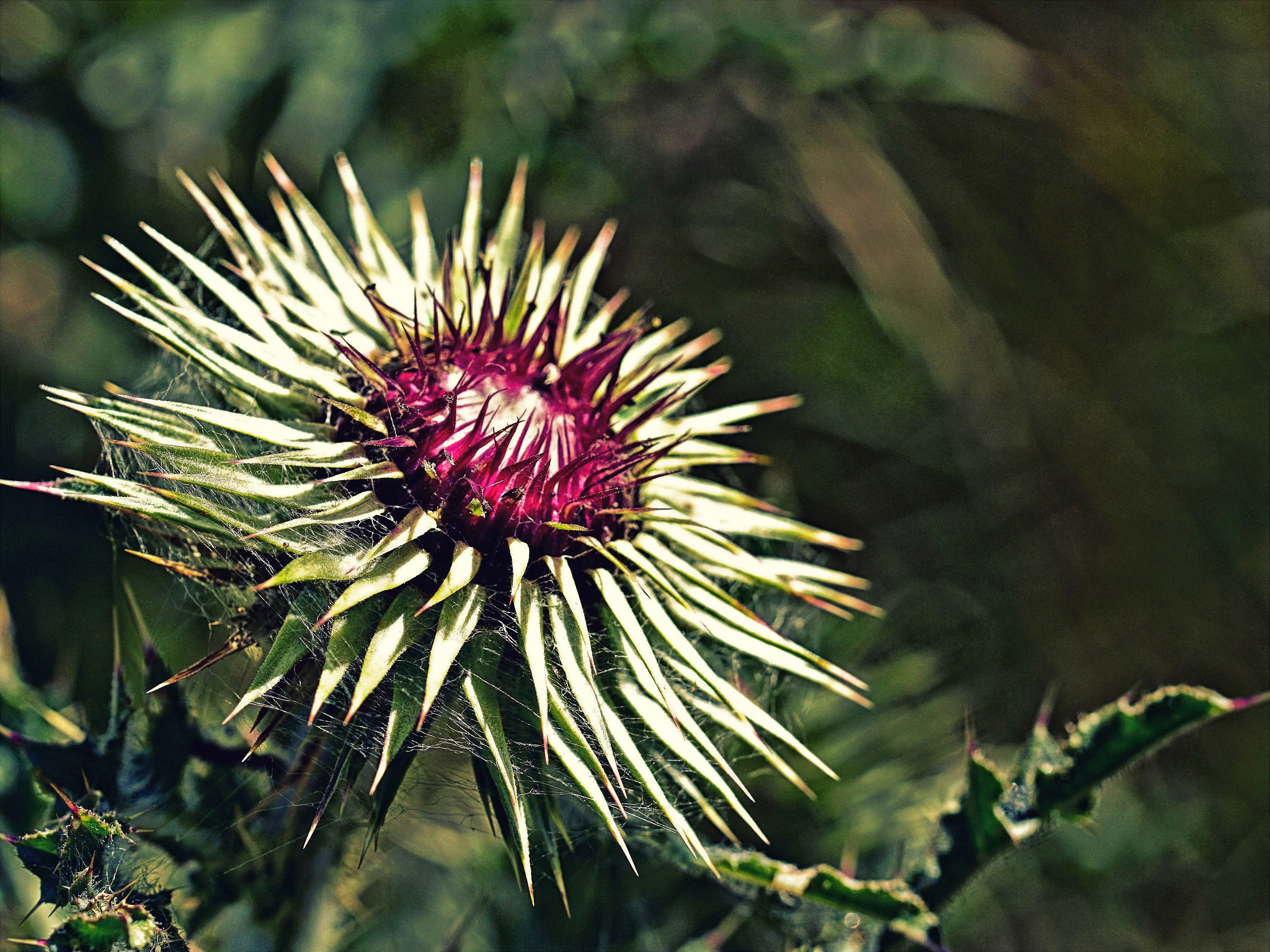 Sony ILCA-77M2 + 90mm F2.8 Macro SSM sample photo. Mariendistel photography