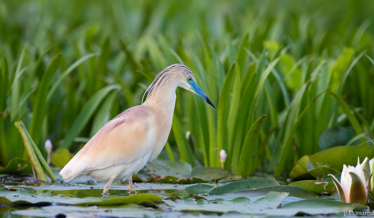 Nikon AF-S Nikkor 300mm F2.8G ED VR II sample photo. Crabier chevelu photography