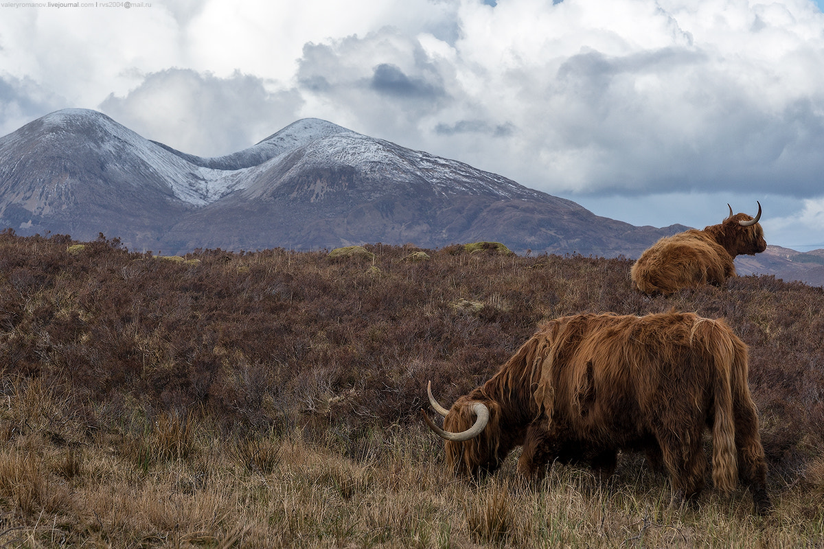 Sony Alpha a99 sample photo. Highland cattle photography