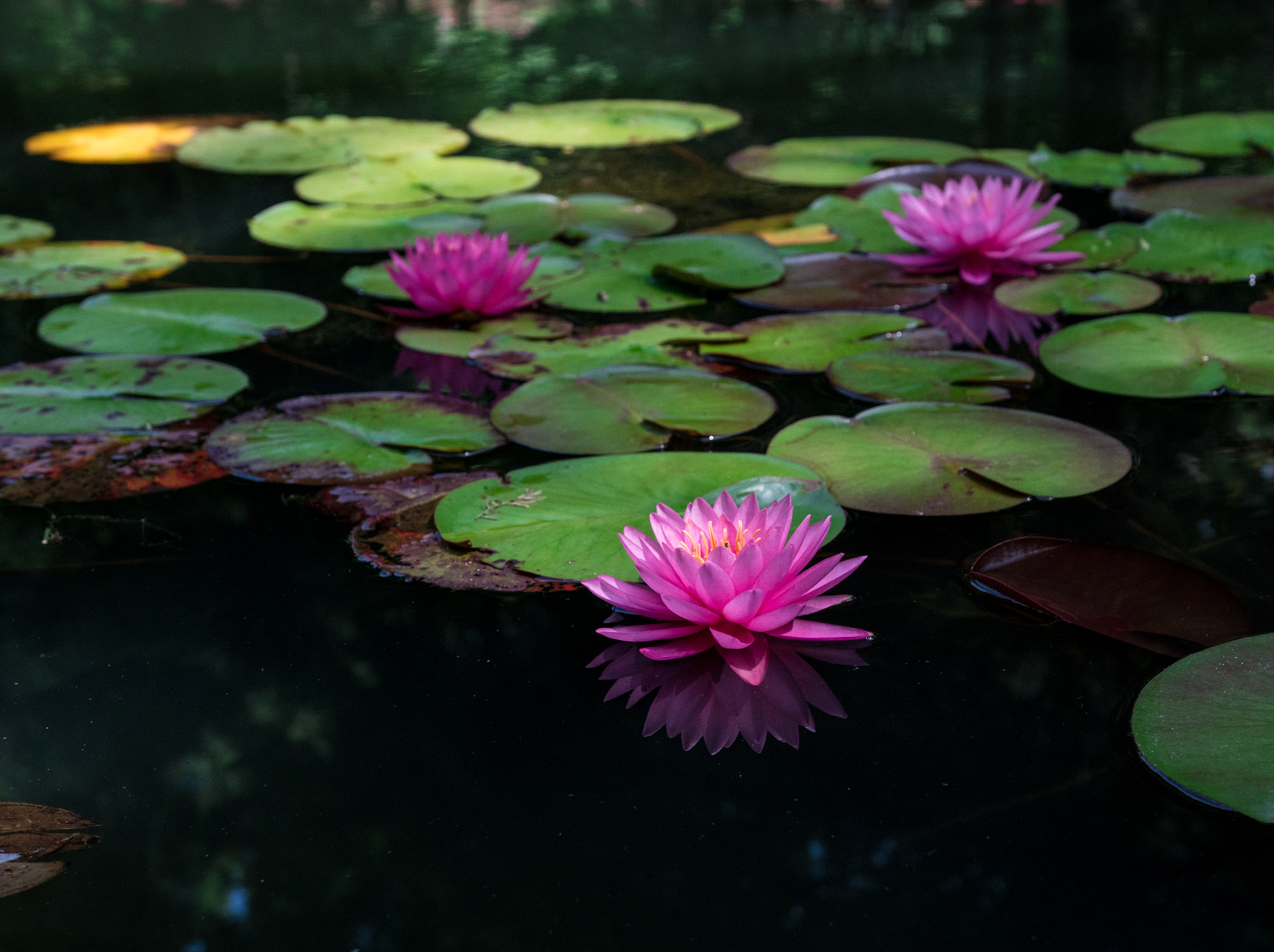 Sony a6300 + 18-35mm F1.8 DC HSM | Art 013 sample photo. Water lilies photography