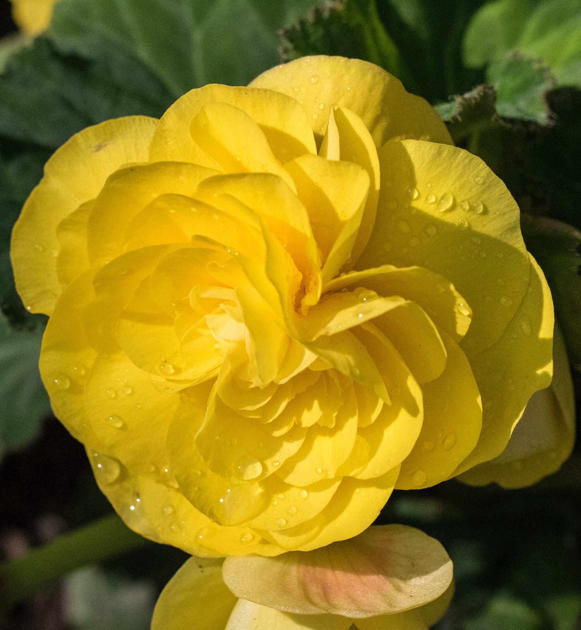 Canon EOS 760D (EOS Rebel T6s / EOS 8000D) sample photo. Yellow begonia sun raindrops photography