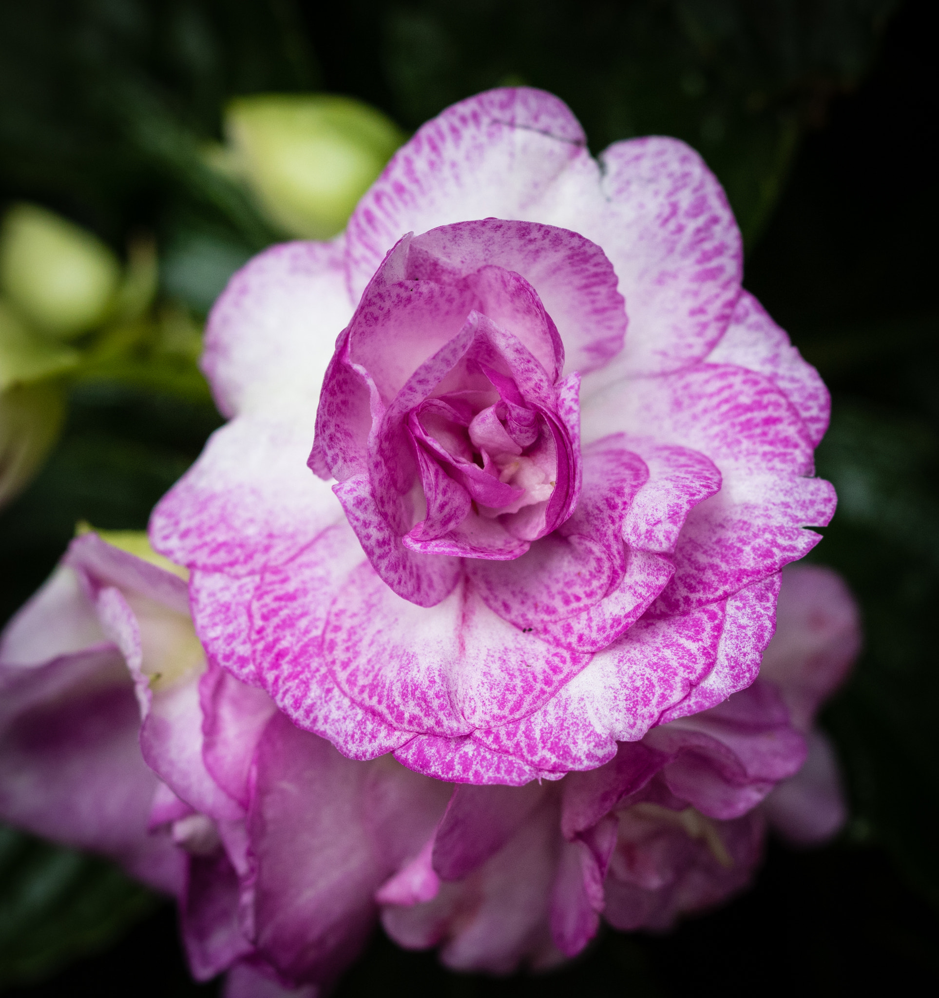 Canon EOS 760D (EOS Rebel T6s / EOS 8000D) sample photo. Pink and white small blossom photography