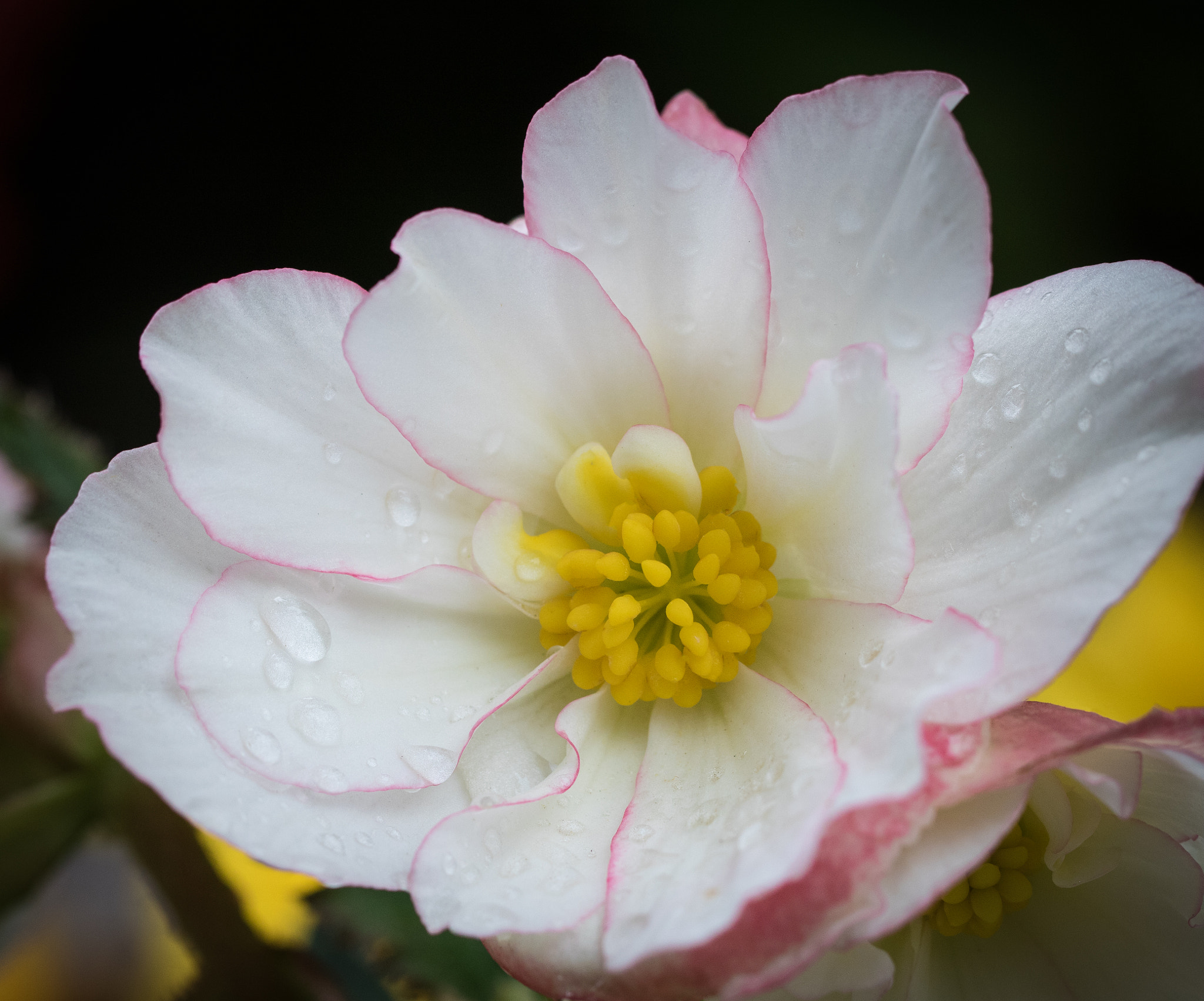Canon EOS 760D (EOS Rebel T6s / EOS 8000D) sample photo. White begonia phillips photography