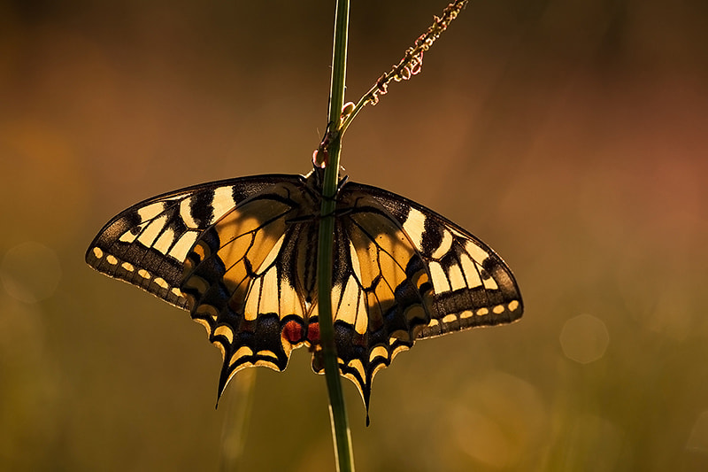 Canon EF 180mm F3.5L Macro USM sample photo. Backlight swallowtail photography