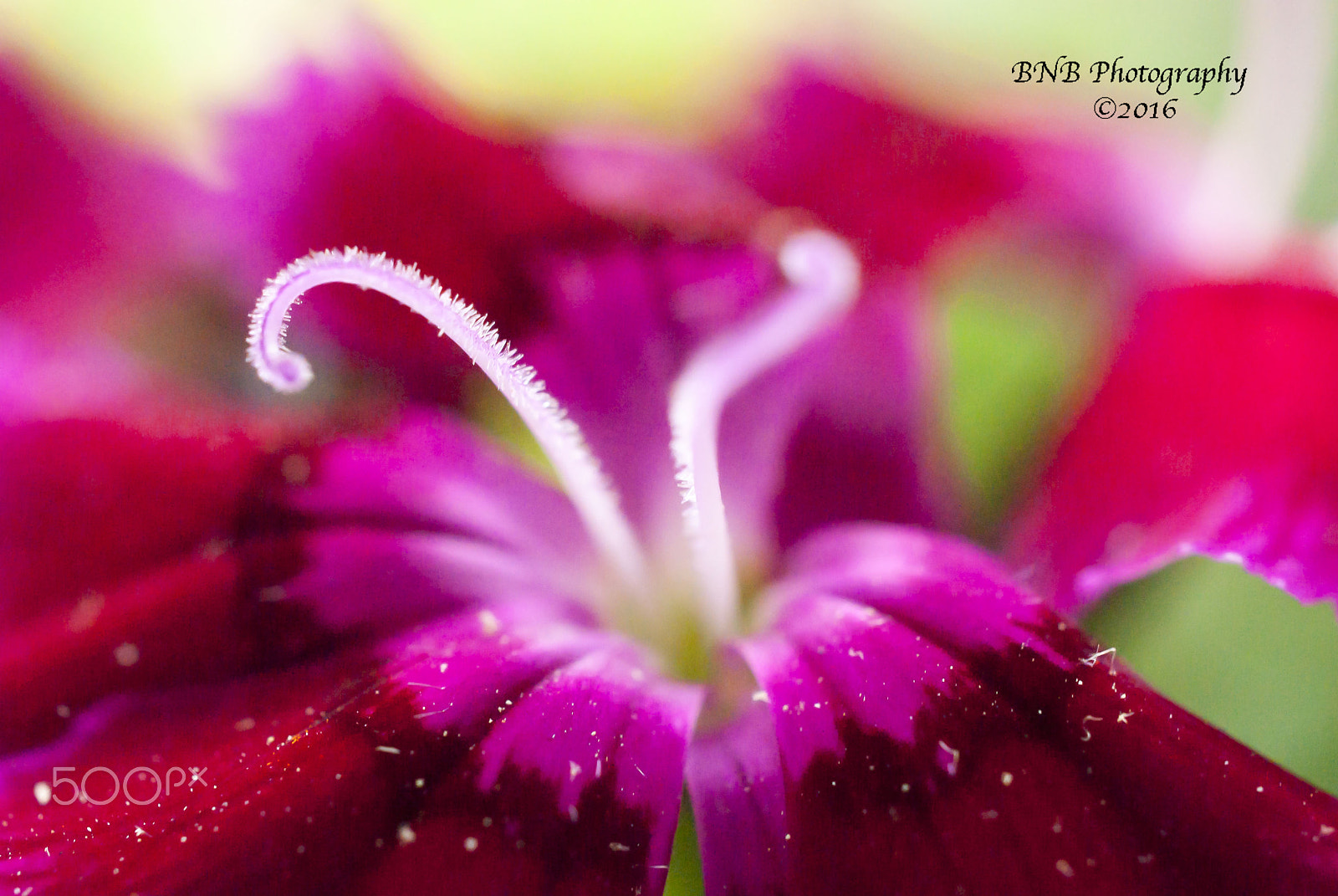 Nikon AF-S DX Micro Nikkor 40mm F2.8 sample photo. Blossoming photography